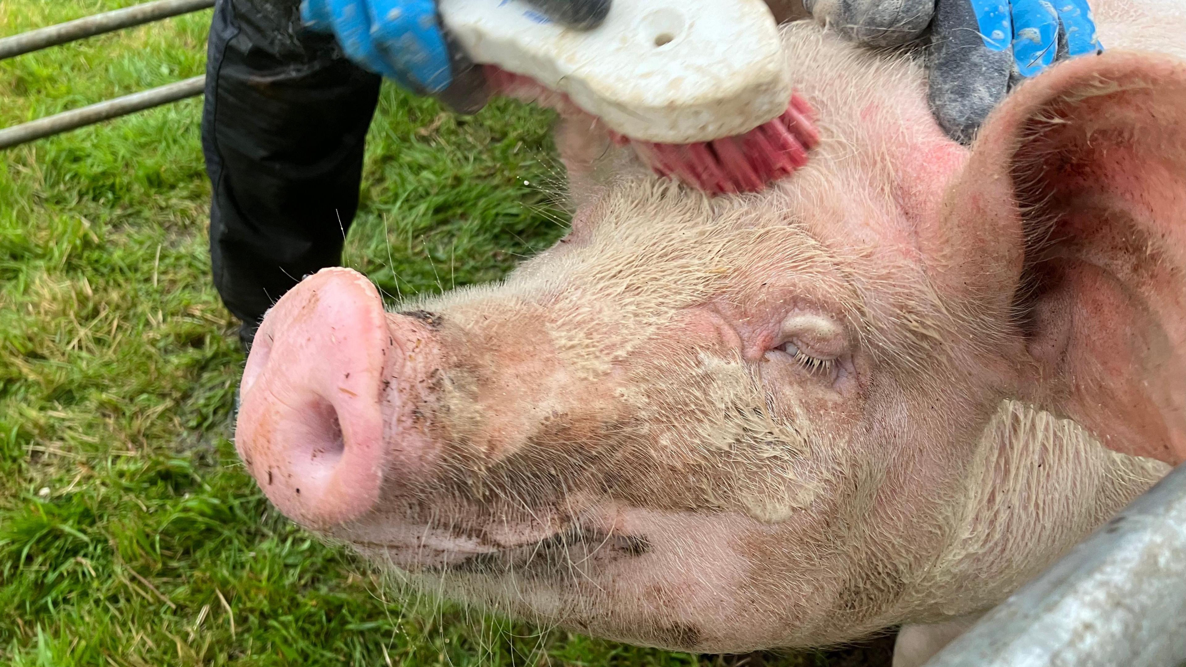 A pig being brushed on its head ready for the show