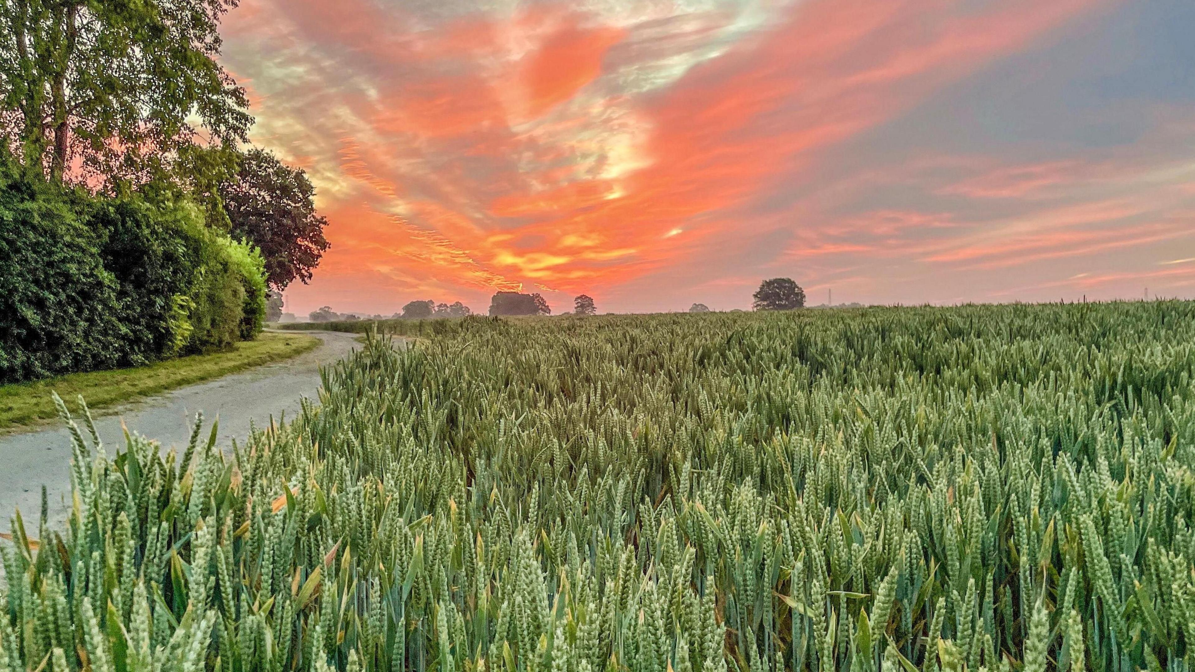 Sunrise over a field