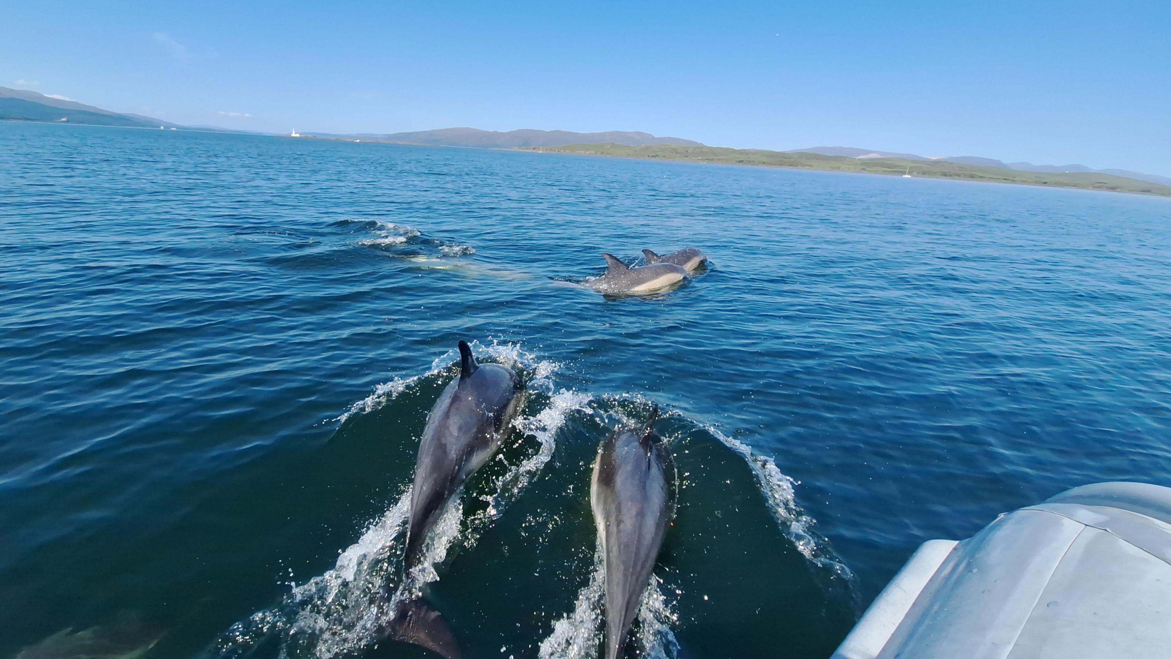 Two dolphins swimming between the waves in some blue water. there is another two dolphins swimming in from of them.