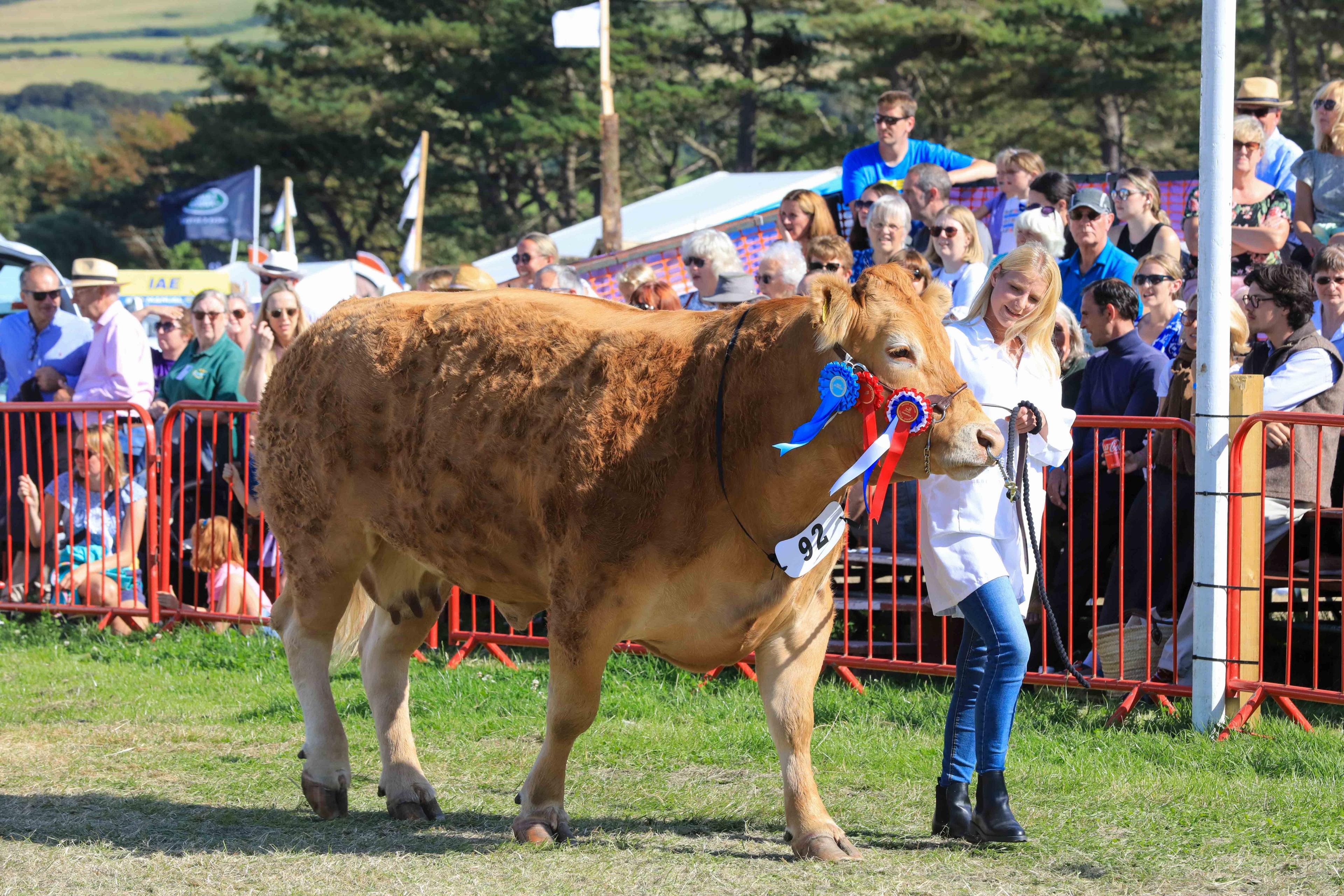 A woman parades a brown cow which has ribbons on it, people watch on.