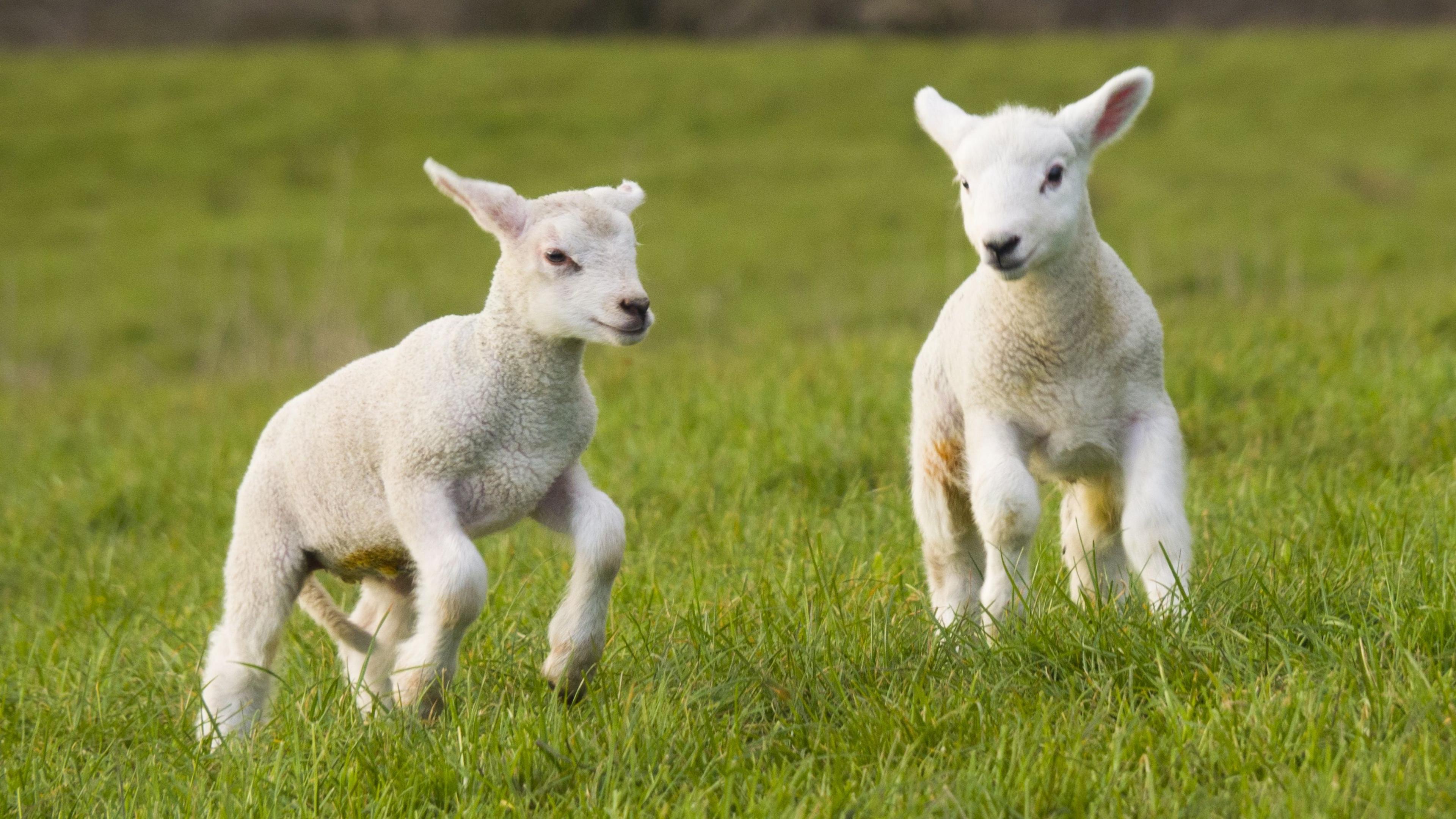 A pair of fluffy white lambs leaping around in a field.