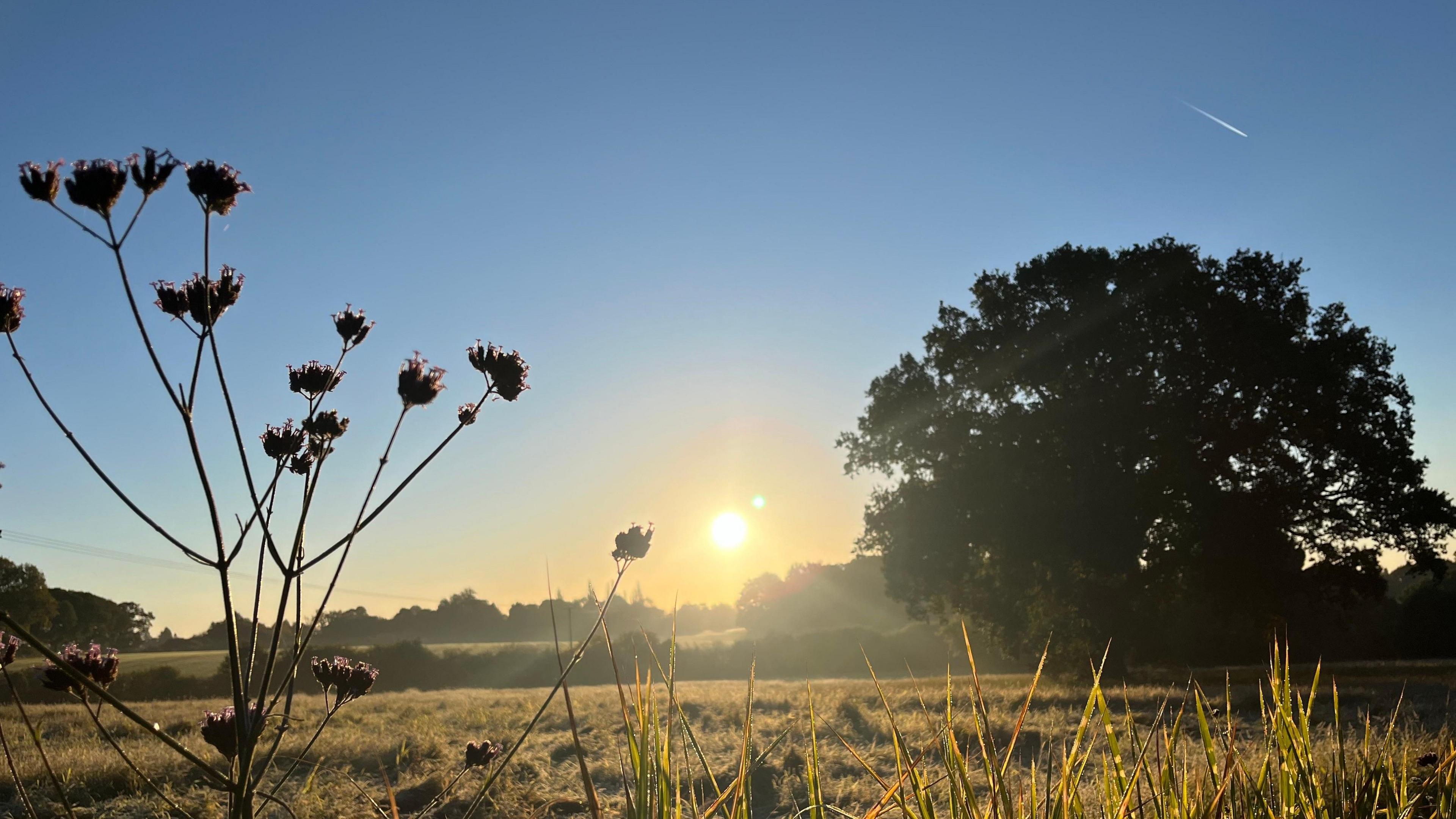 The Sun rises in a clear blue sky over fields with one large tree in the middle distance