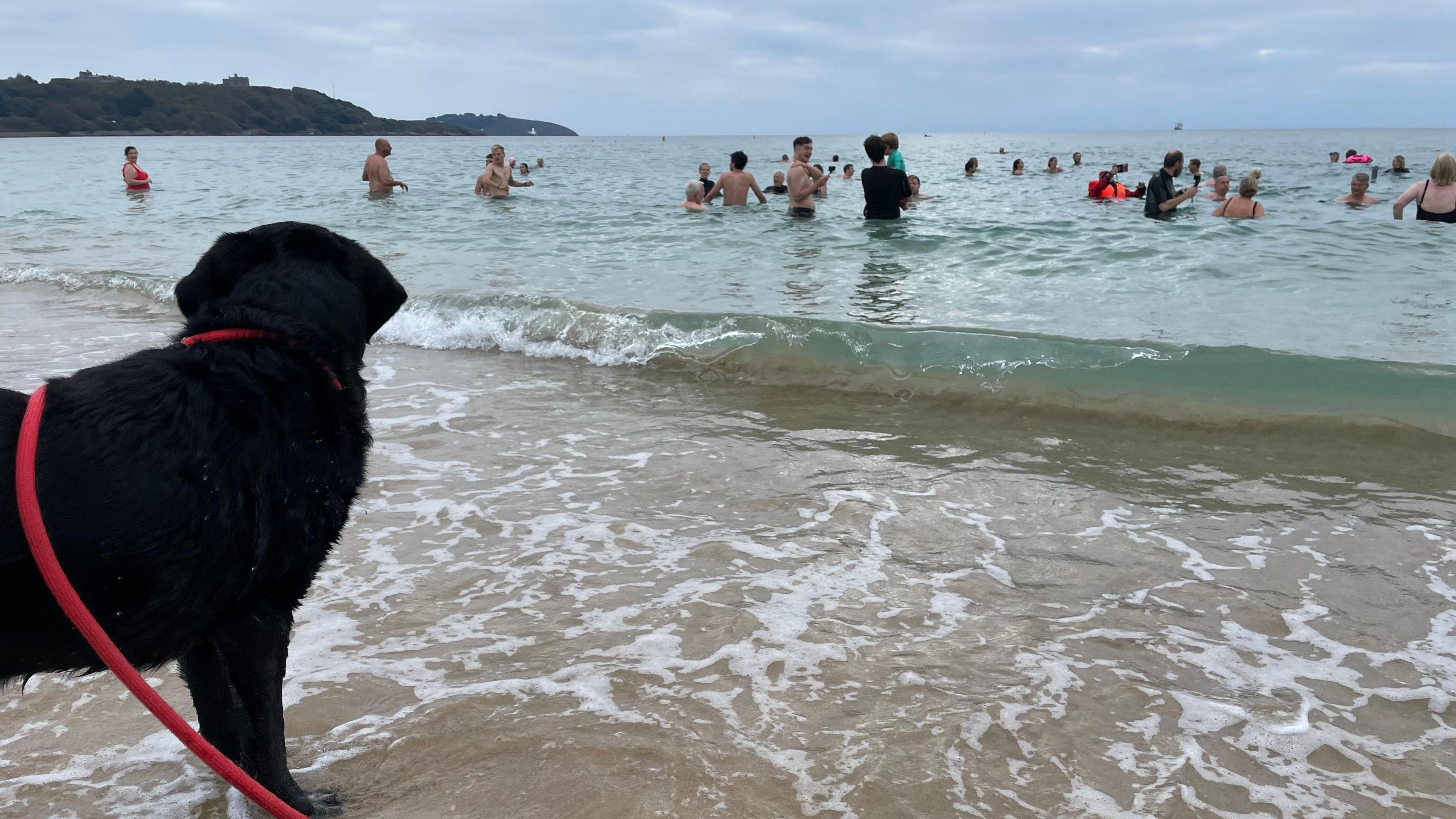 Swimmers in the water. The sea is a light blue. There is a black dog with a red lead stood at the waters edge. The sky is full of grey clouds.