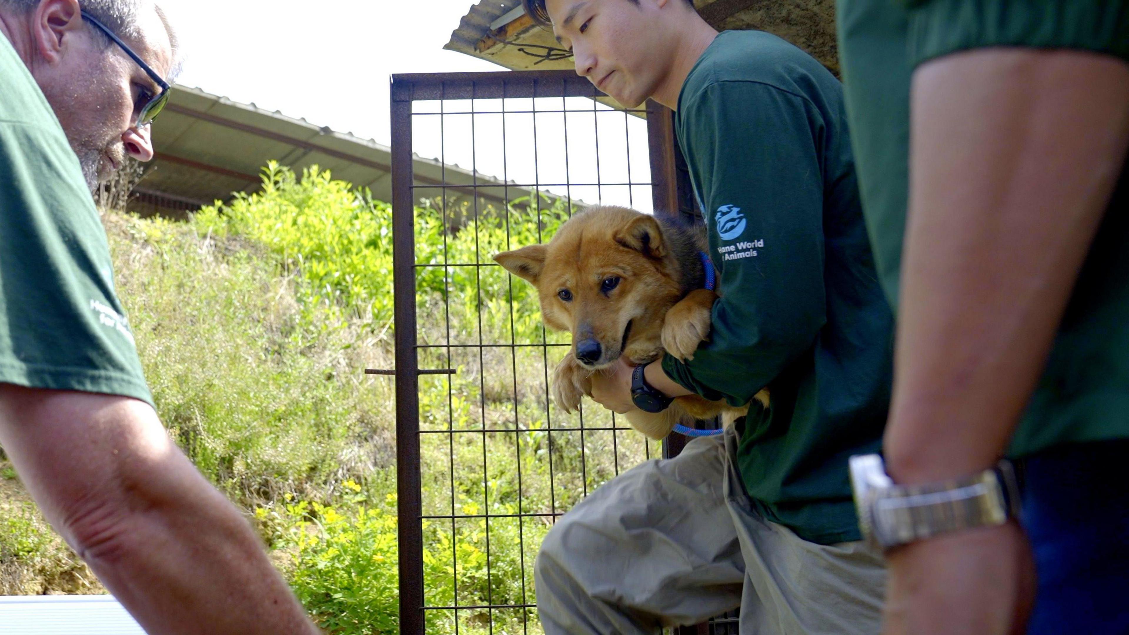 Rescuers carry a dog out of a cage