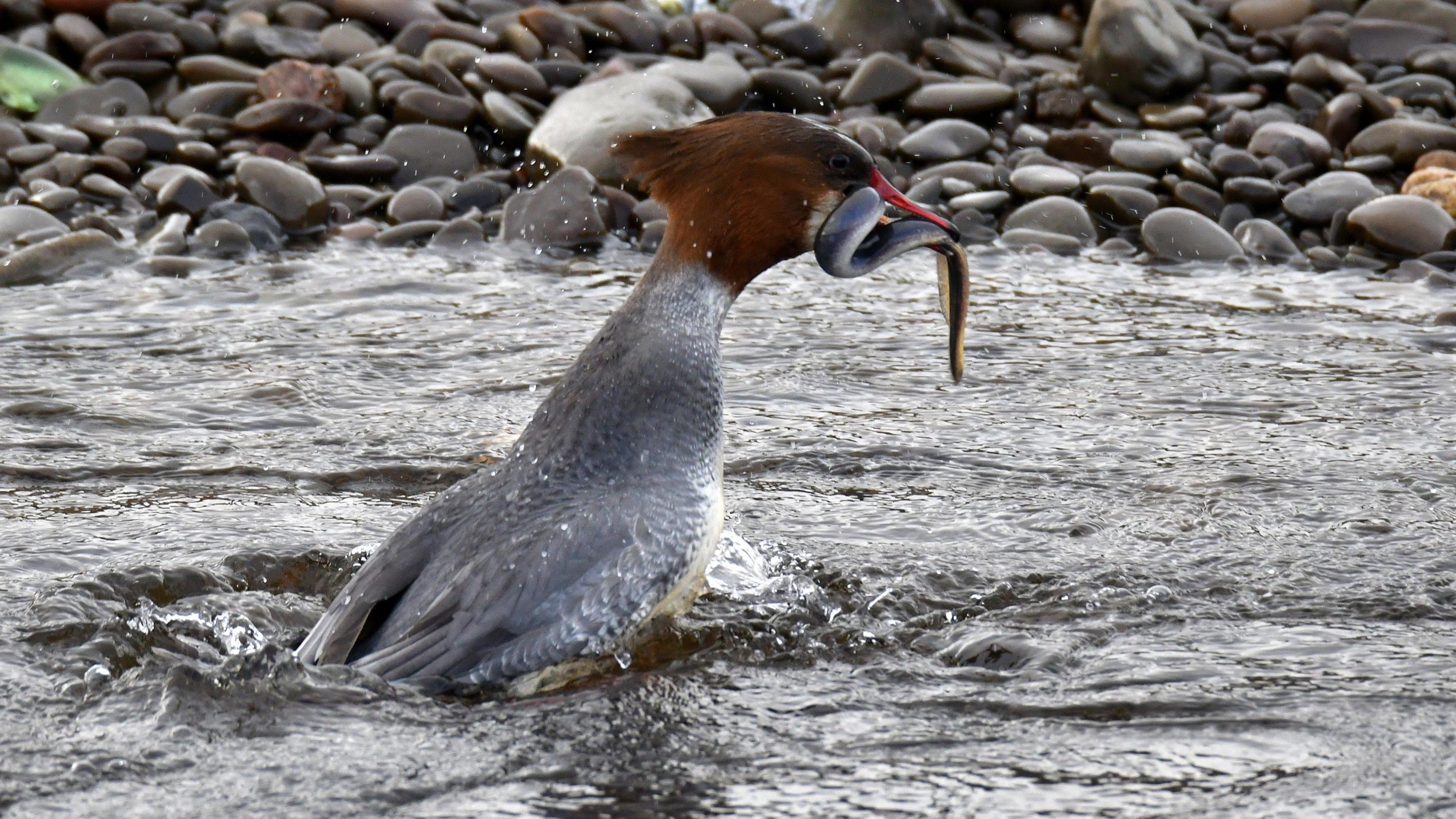 A goosander, which is grey with a brown-orange head and orange beak, catches a black and silver lamprey on the water. The water is disturbed with splashes and bubbles coming off the surface. In the background, rows of dark-coloured pebbles can be seen.