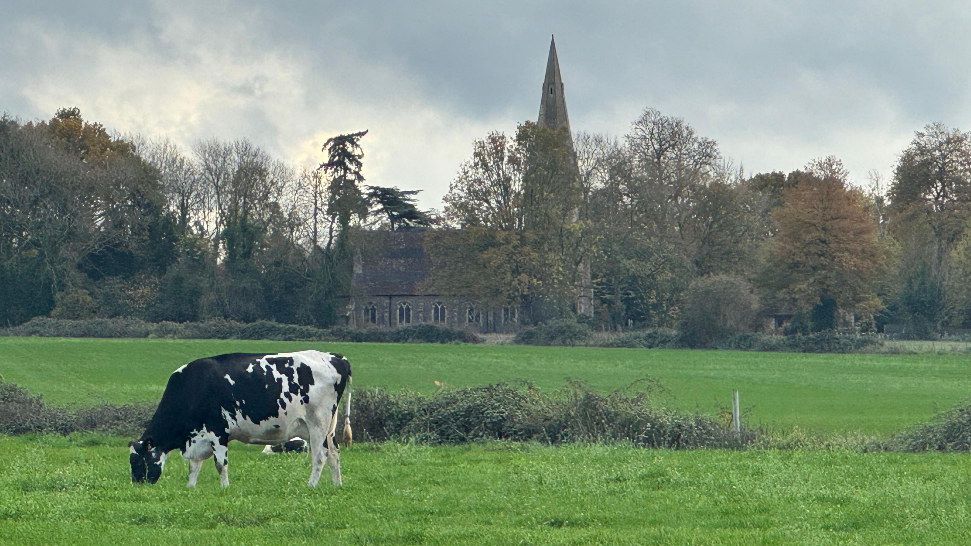 A black and white cow grazing in a field, with a church with a tower and trees in the background.
