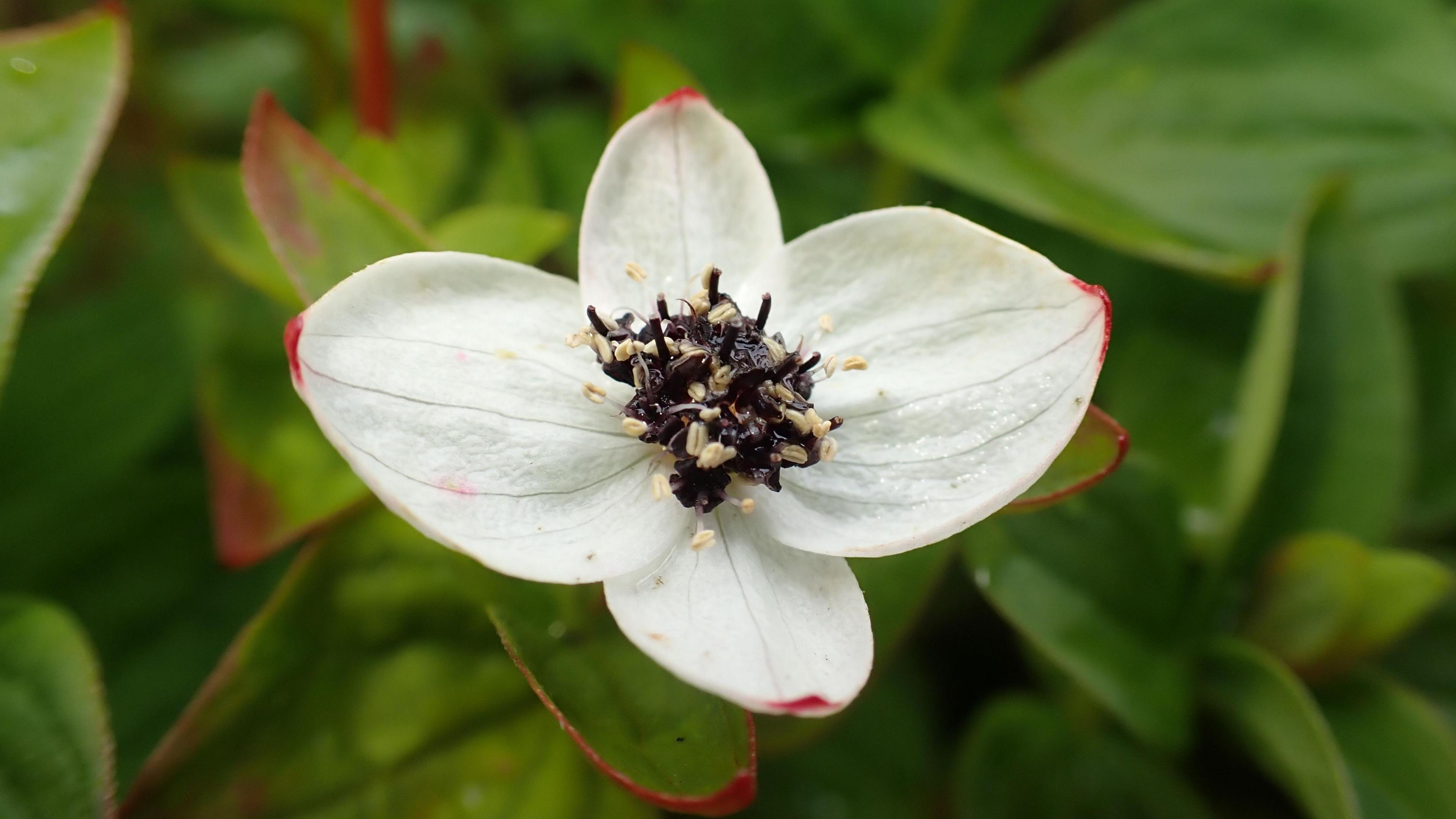 A dwarf cornel -  a delicate flower with four white petals It has black seeds in the middle. Insects are in the seeds, showing how rich biodiversity is in the area
