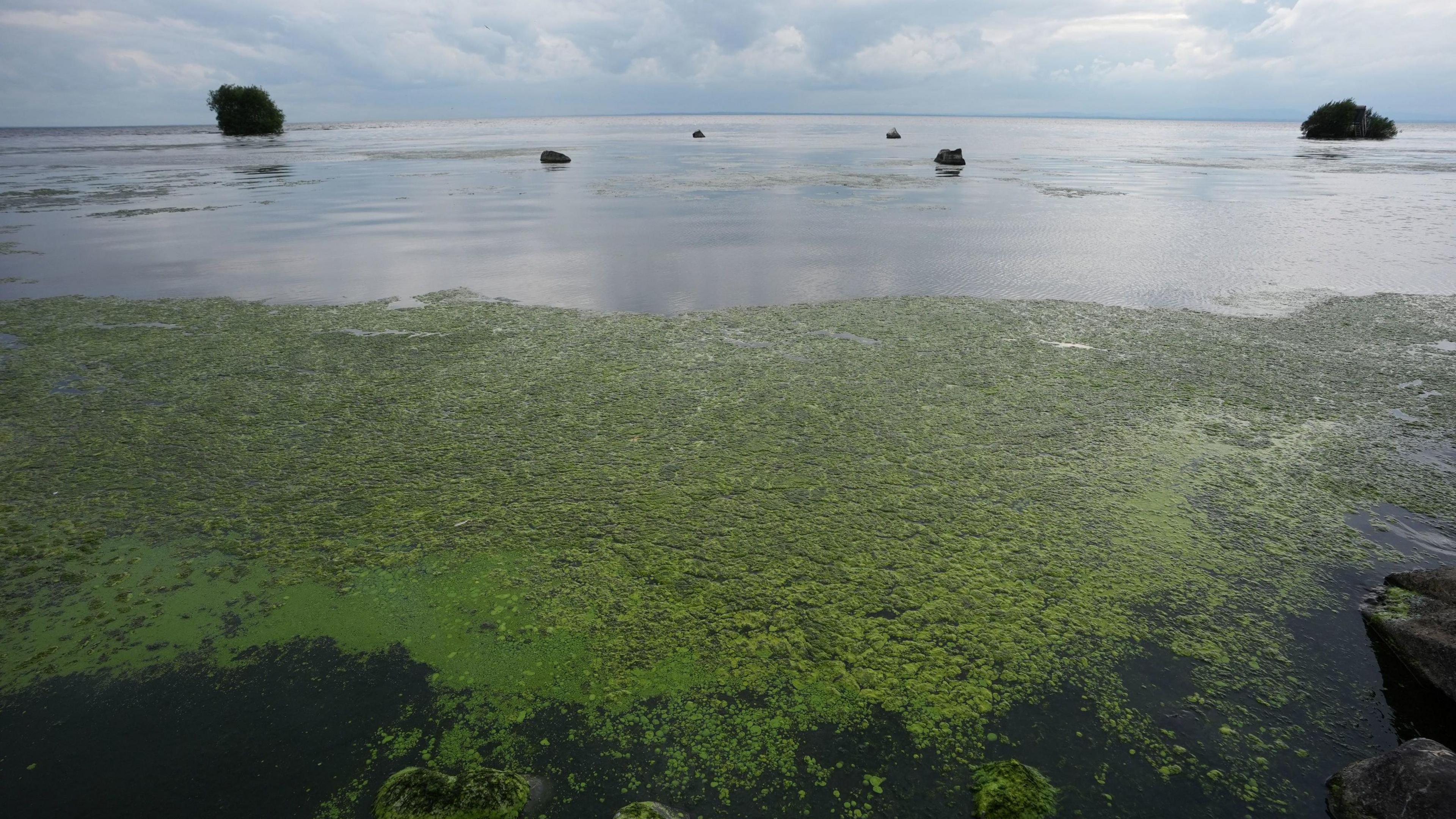 Blue Green Algae on Lough Neagh