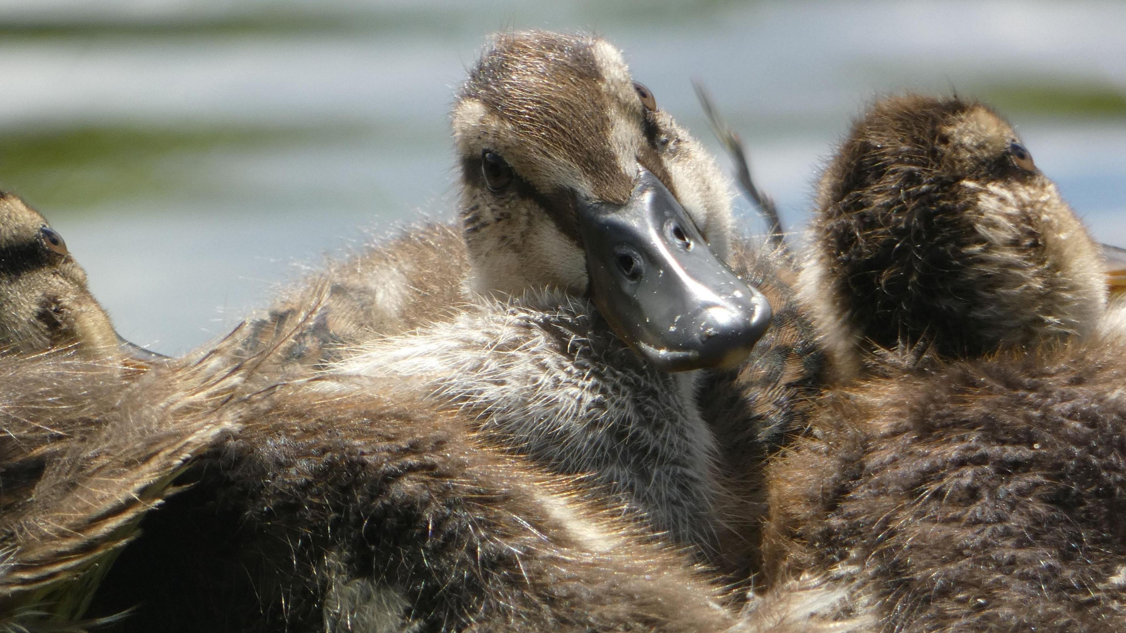 mallard ducklings enjoying the sun together