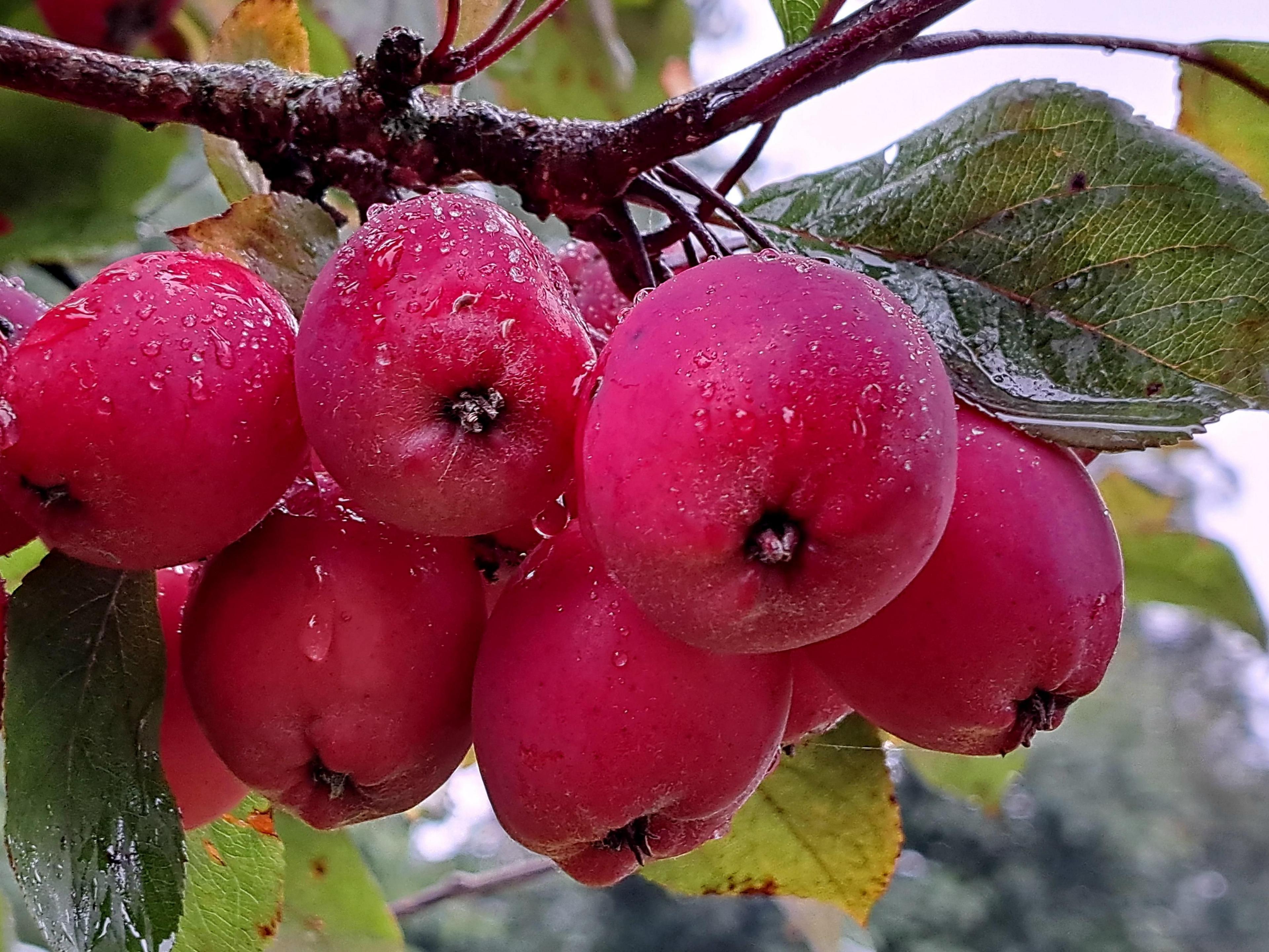 A cluser of bright red crab apples, dotted with rainwater and surrounded by their leaves.