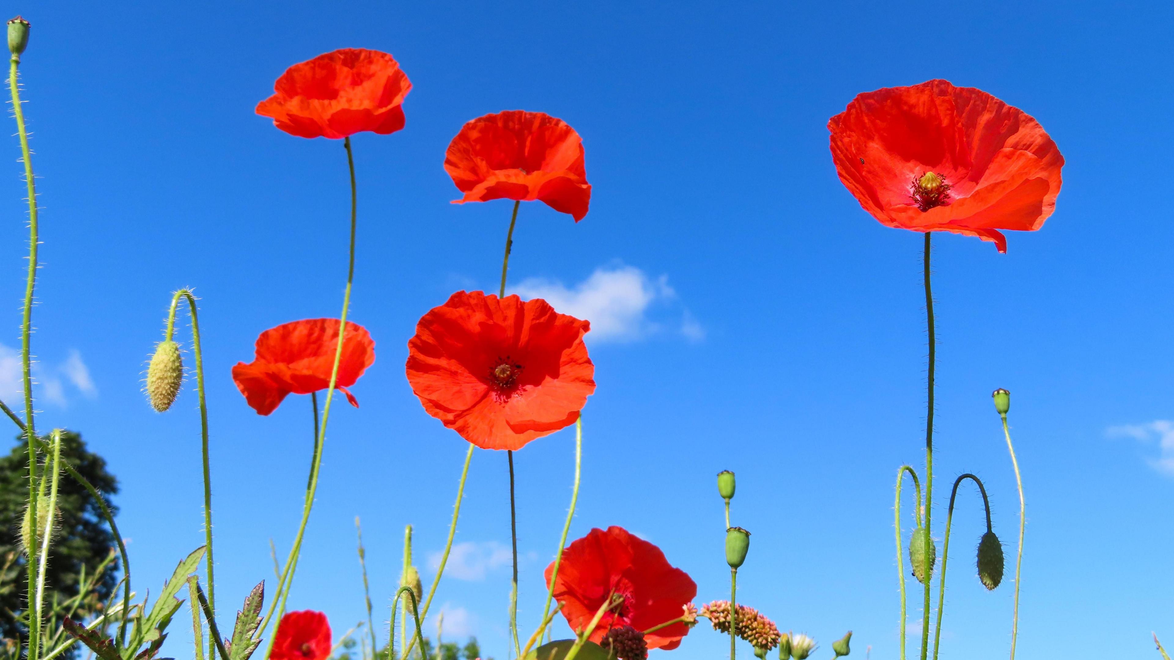 Red poppies against a mostly clear blue sky