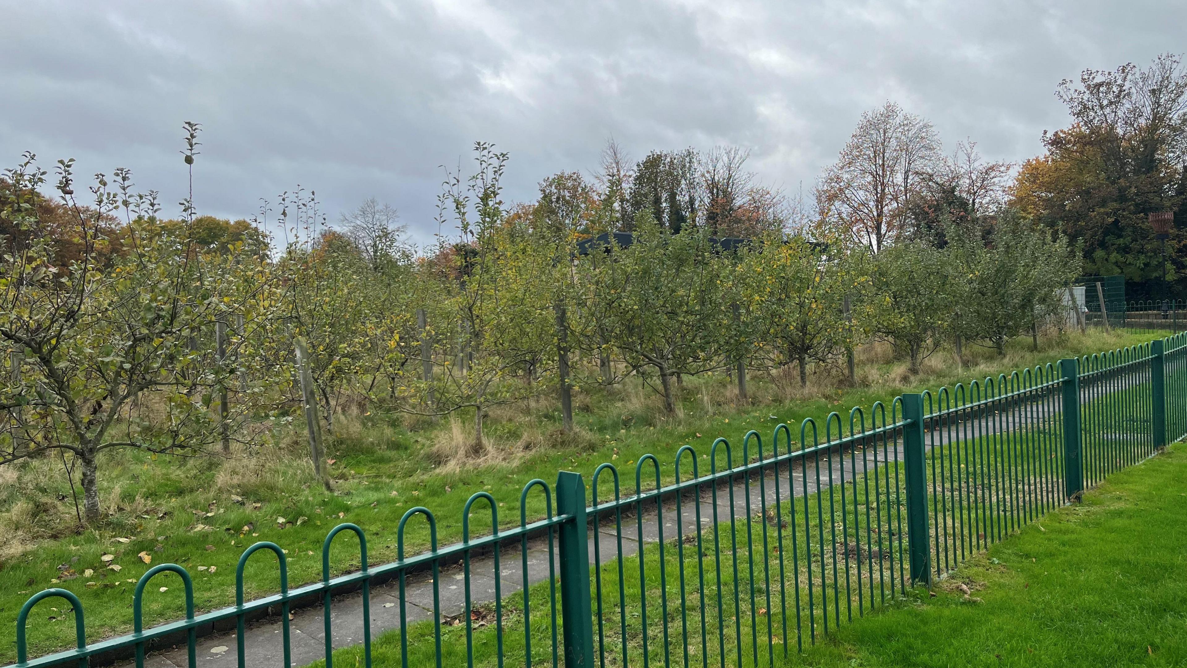 An apple orchard on a piece of land that is about 35 meters square, some green metal fencing about 1m (3ft) tall is in the foreground.