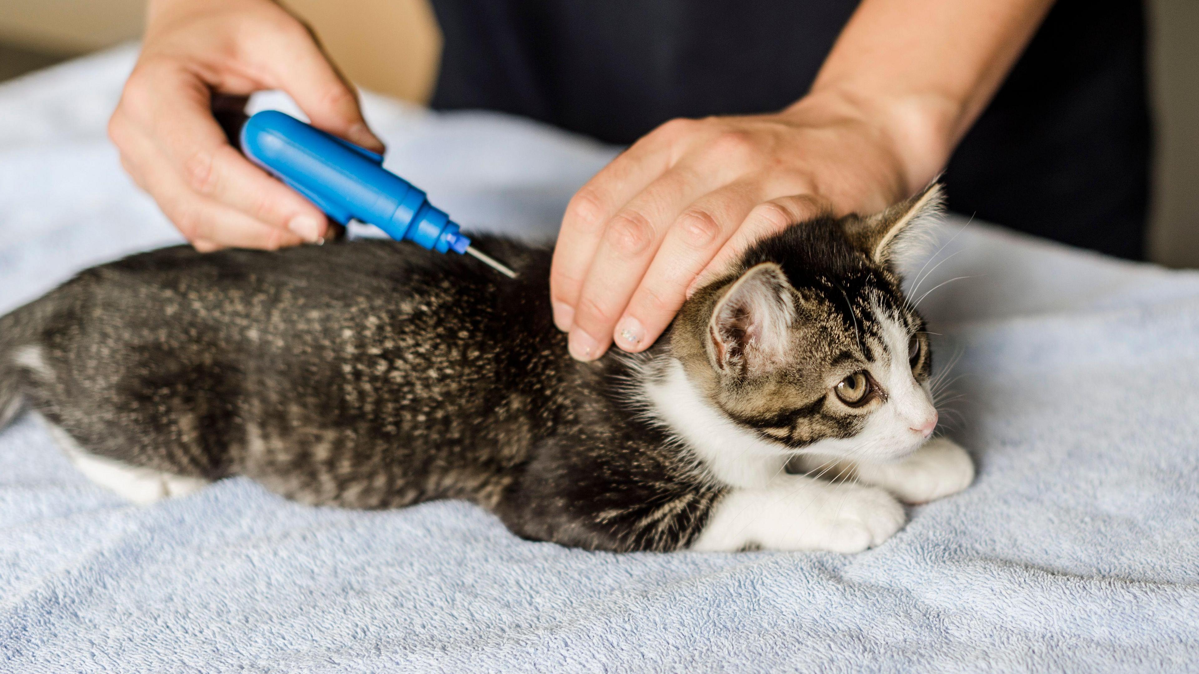 Kitten being microchipped