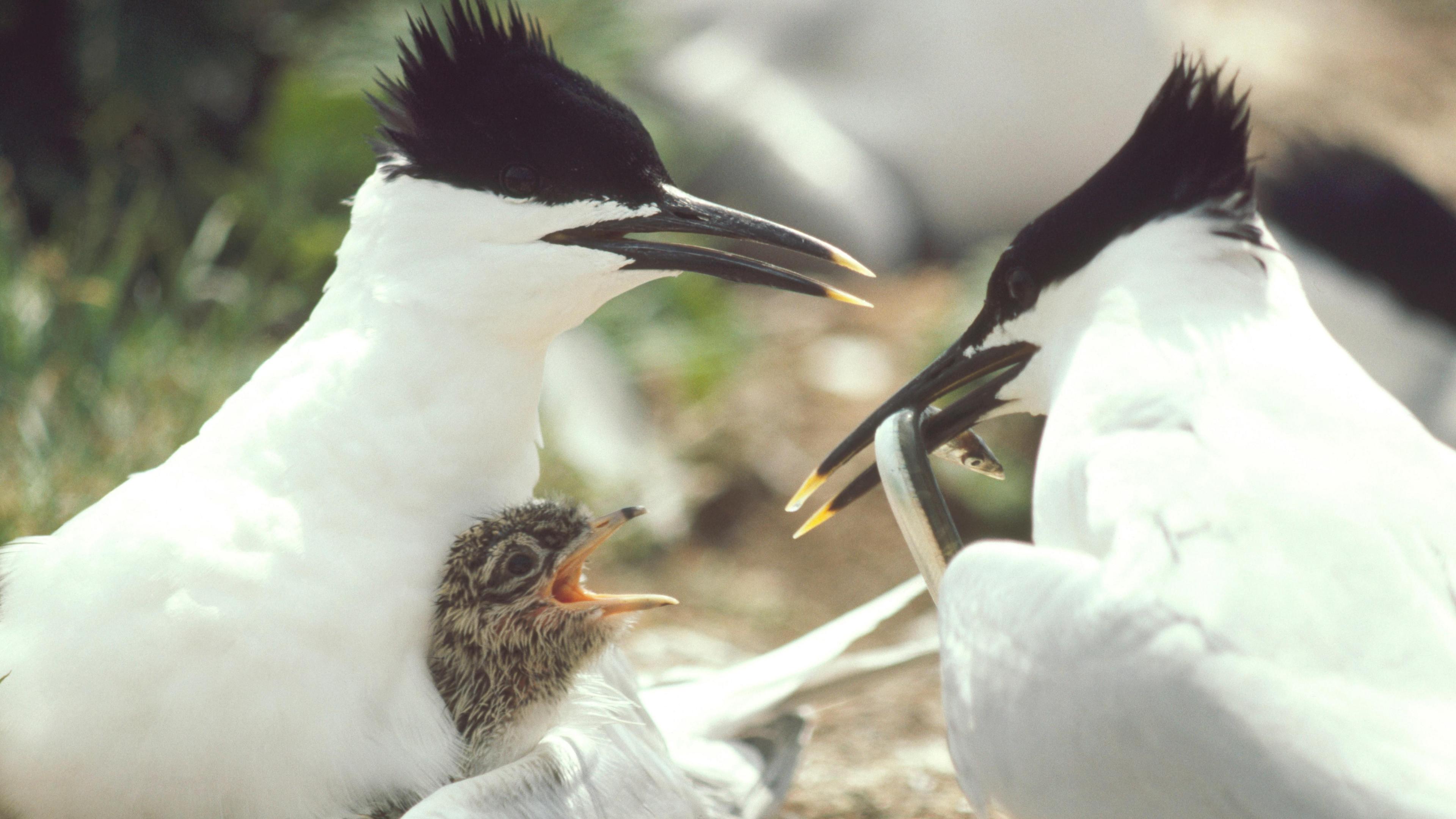 Sandwich Terns