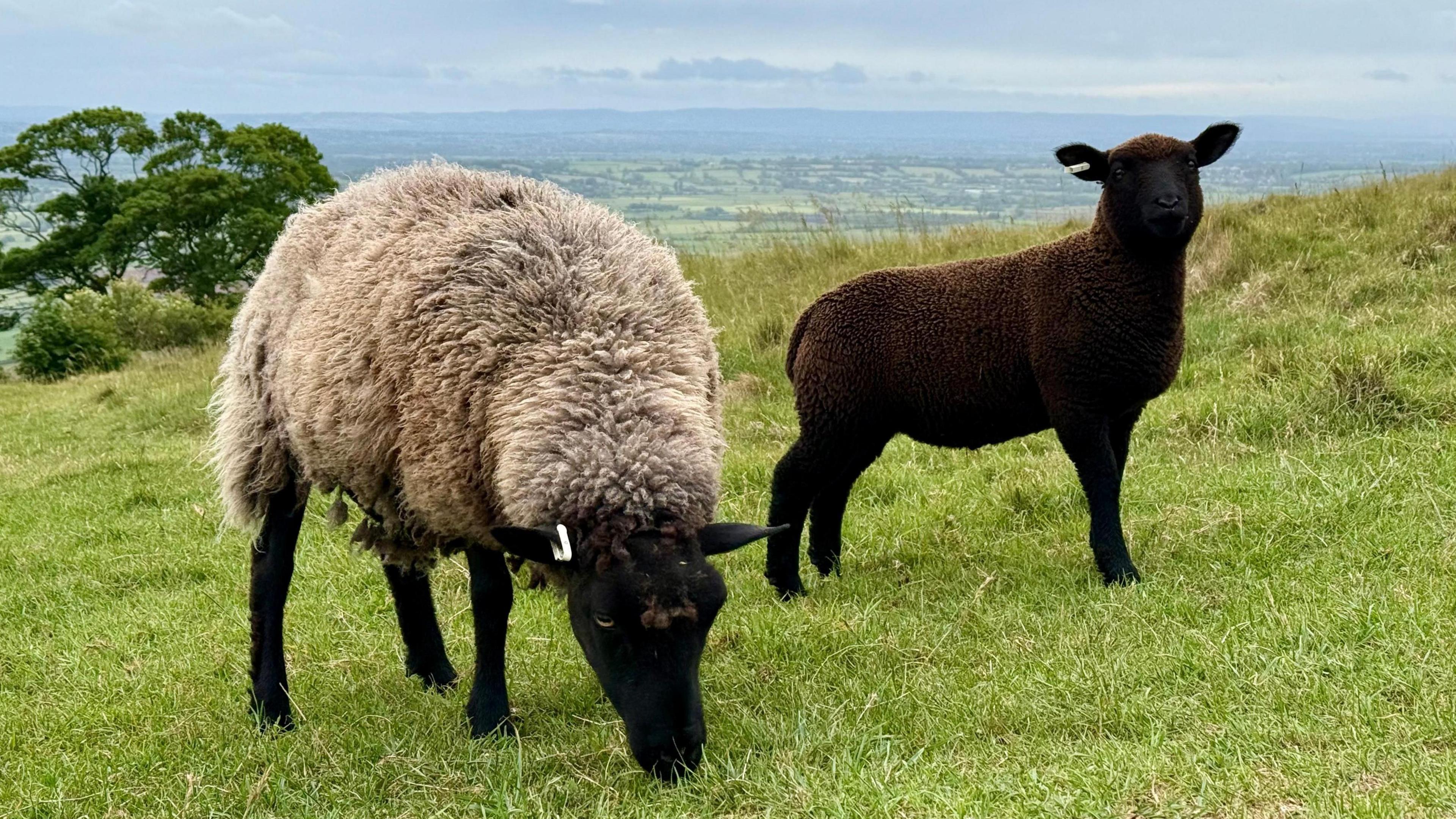 A sheep and a black lamb are grazing on a hill. The lamb is looking up at the camera.