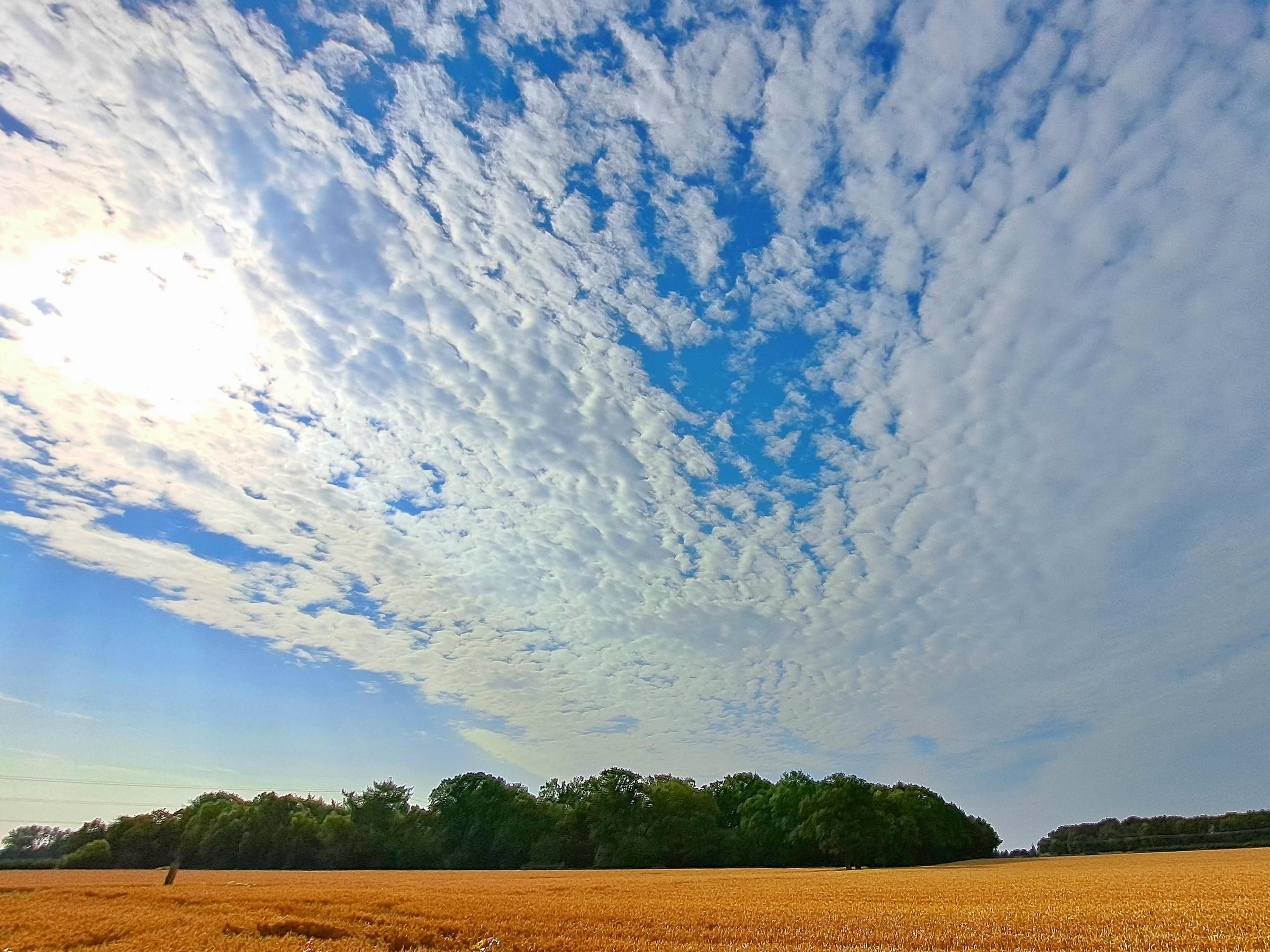 White clouds in a blue sky over a wheat field with a copse of trees in the distance