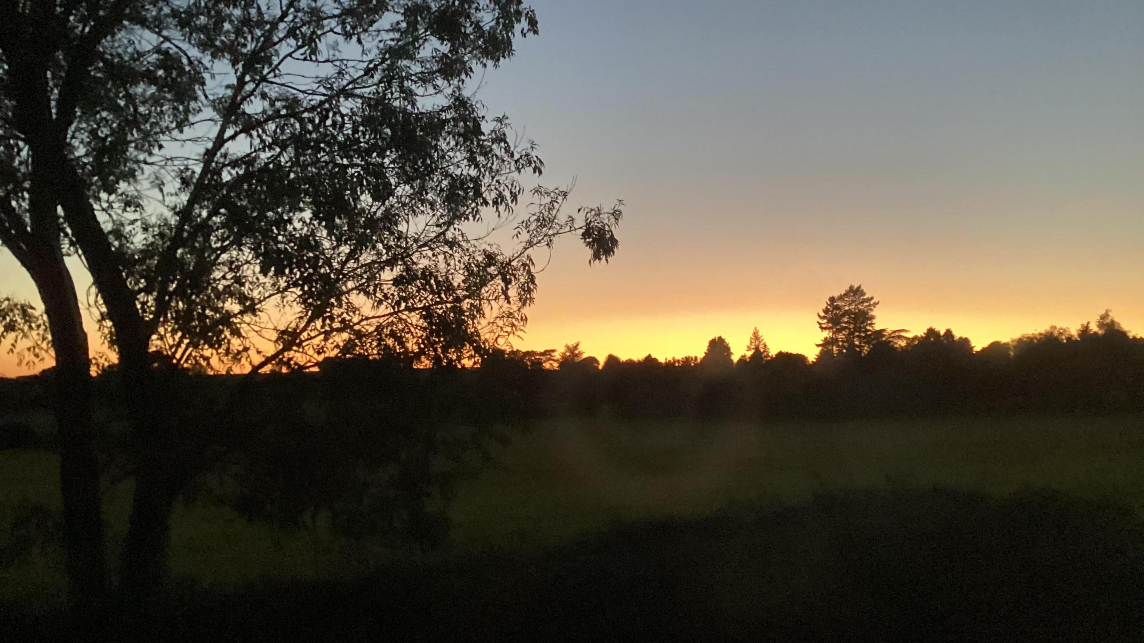 A tree outlined against a sunset in Wolverhampton