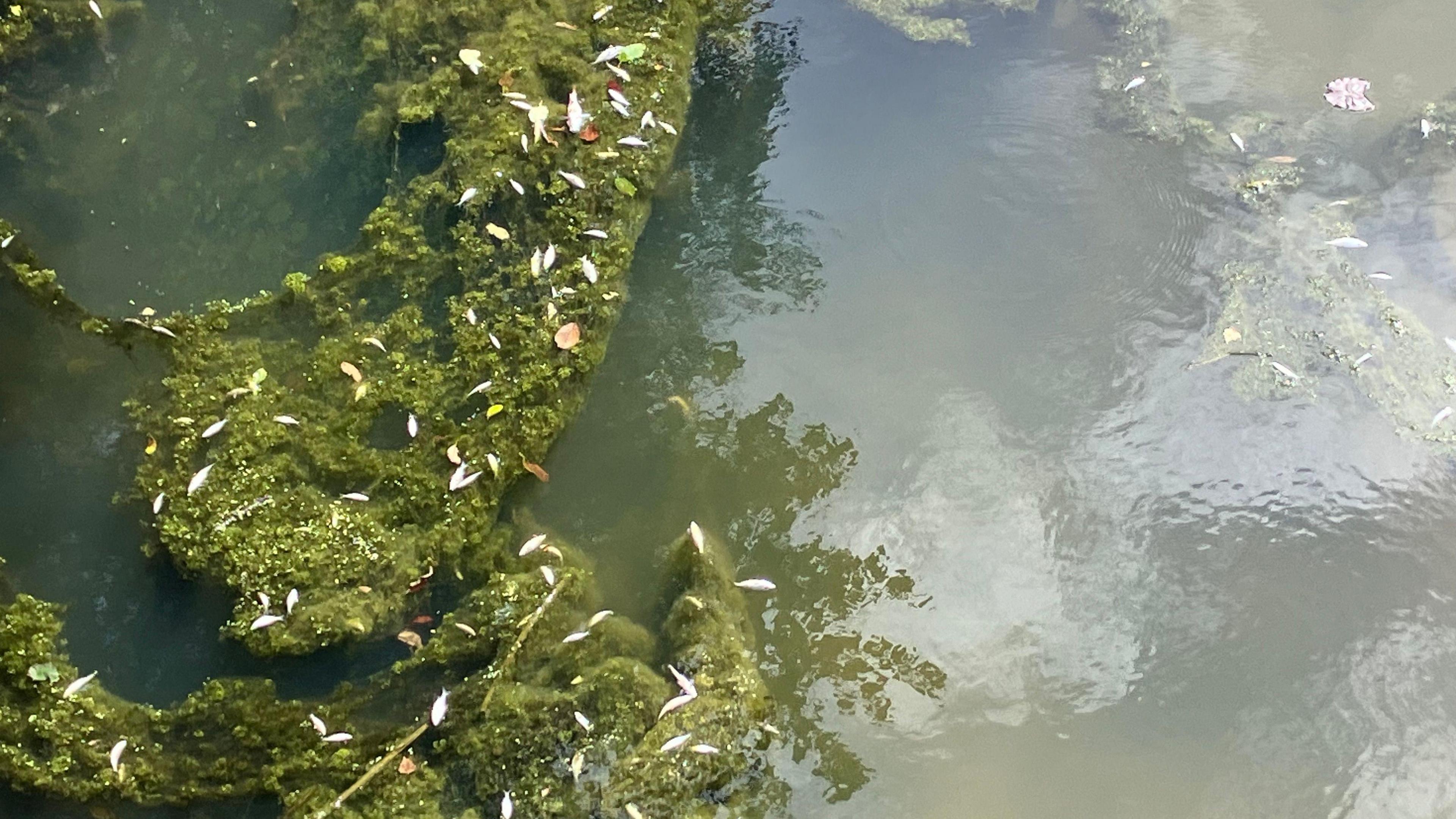 Section of the Walsall canal showing algae and dead fish at Reservoir Place, Pleck, Walsall