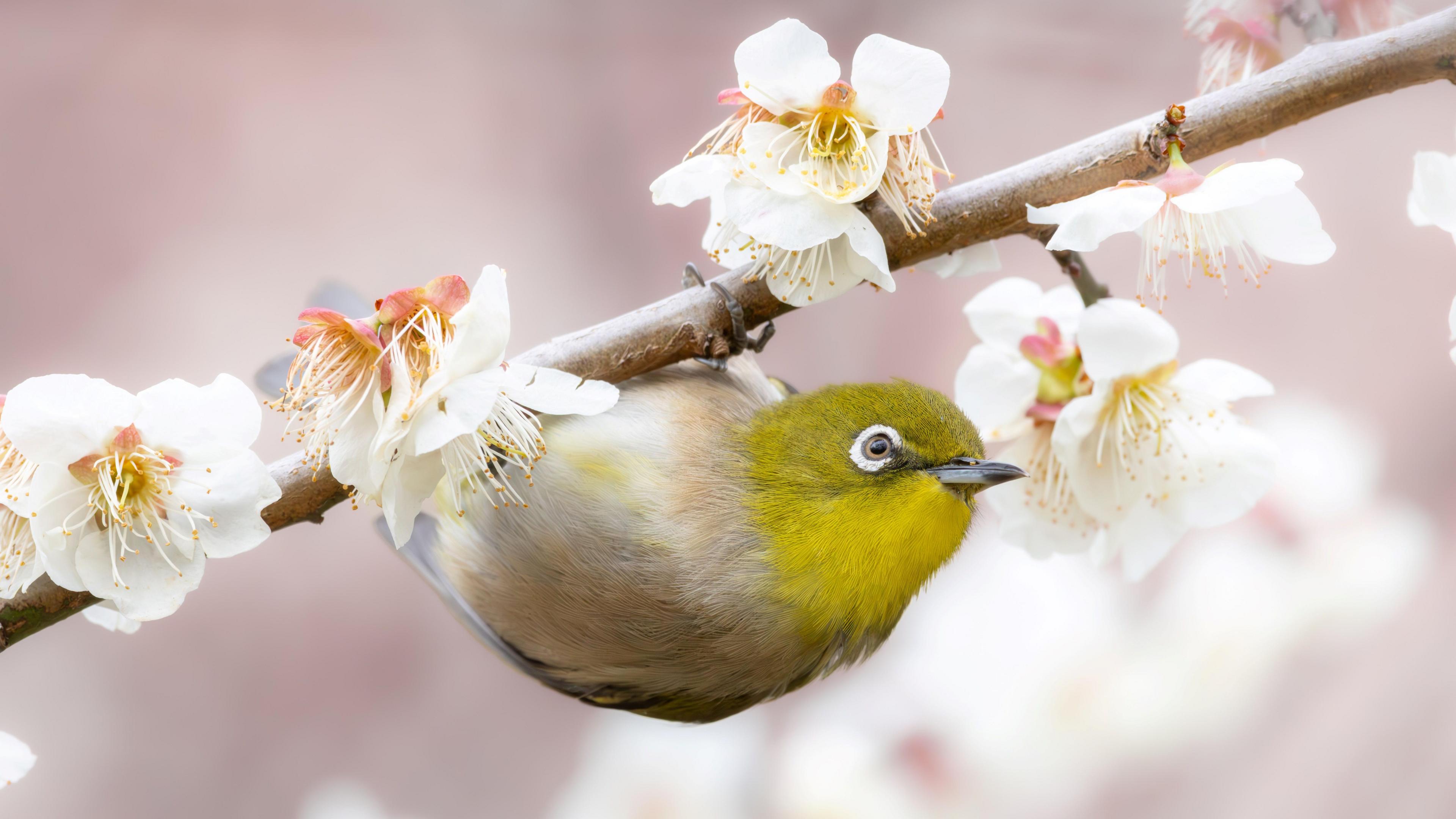 A warbling white-eye bird, with a green face, hanging off a blossom branch. 