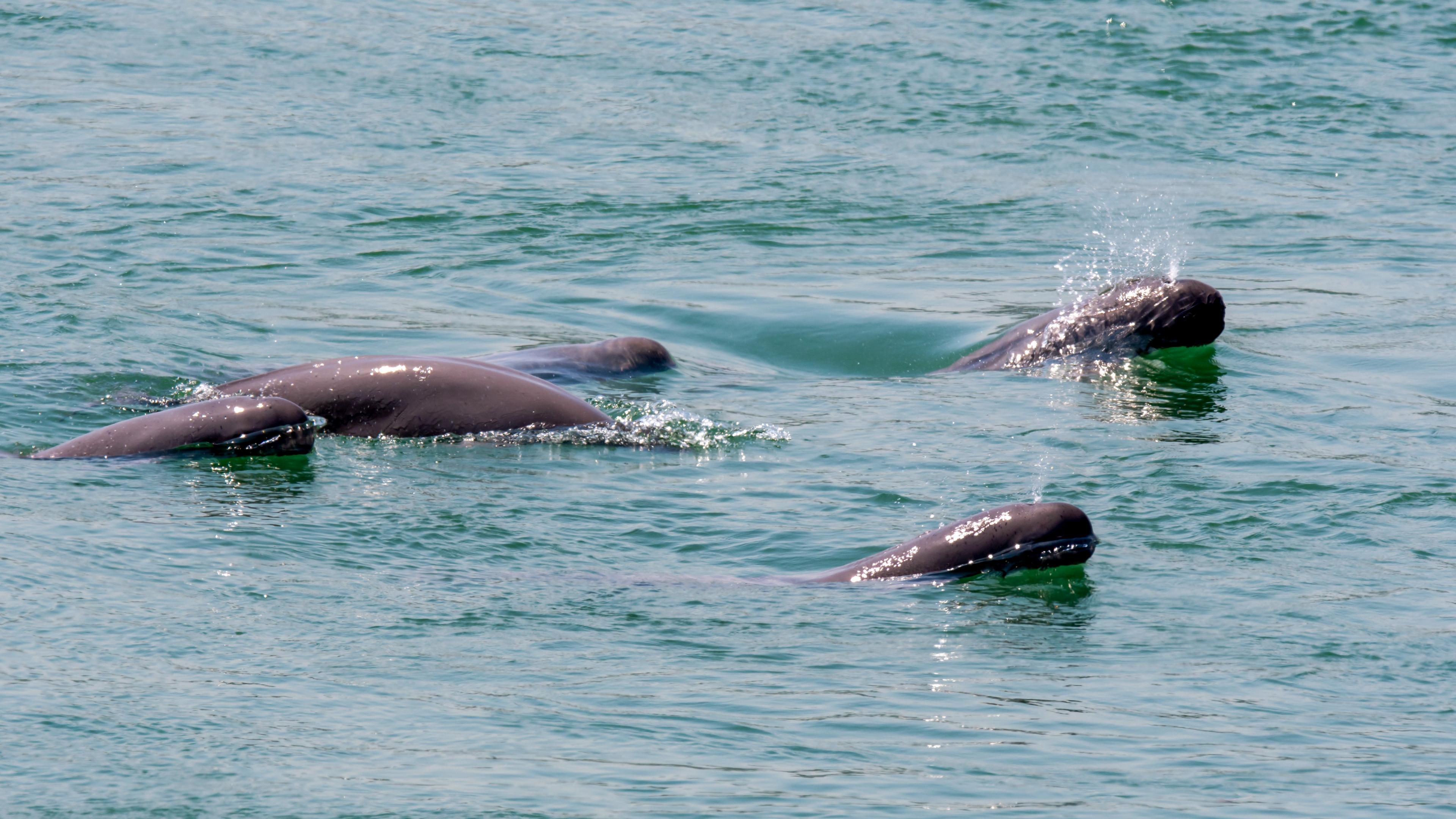 Porpoises swimming in the river