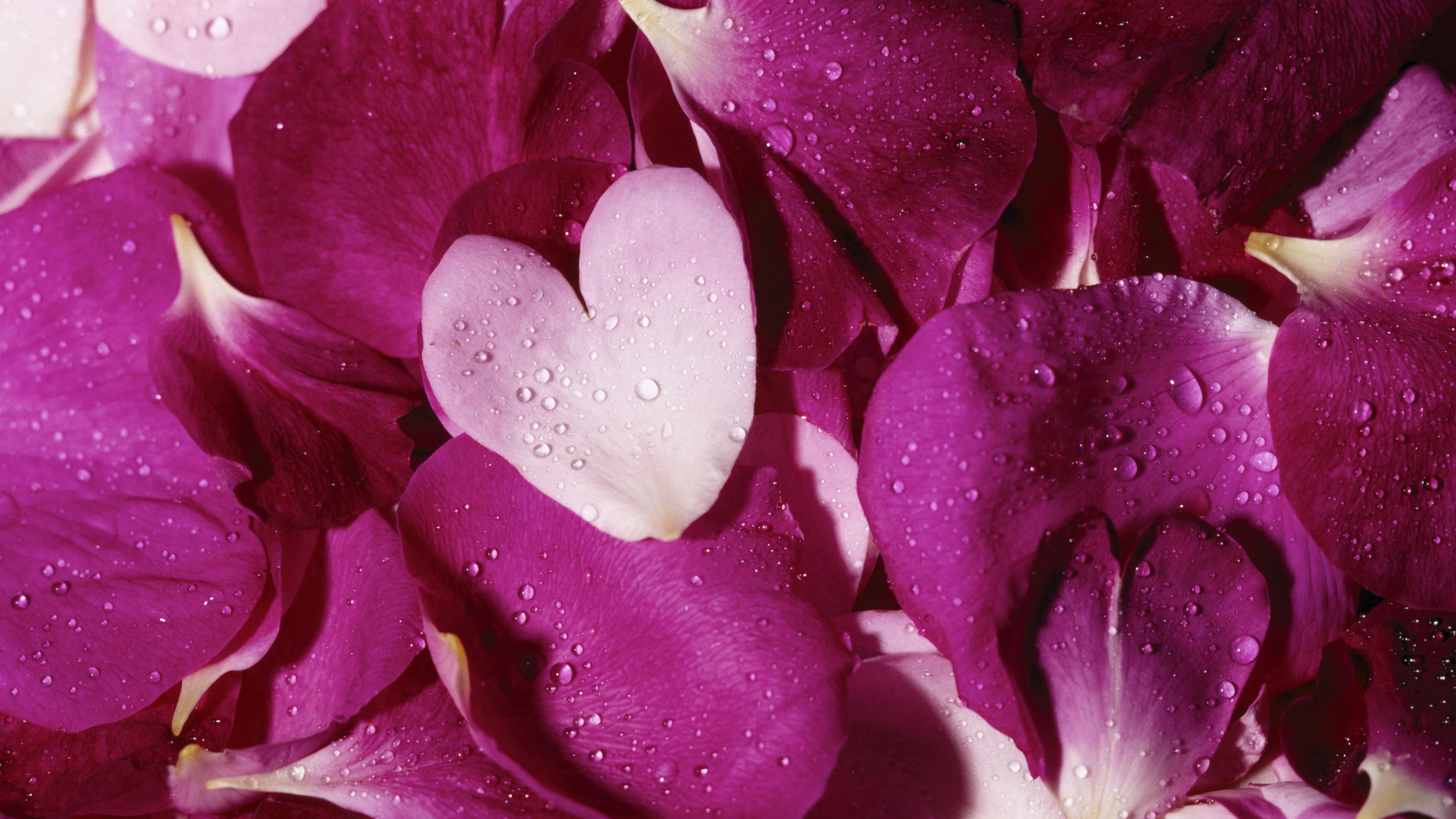 Petal siap calon / heartshaped petals