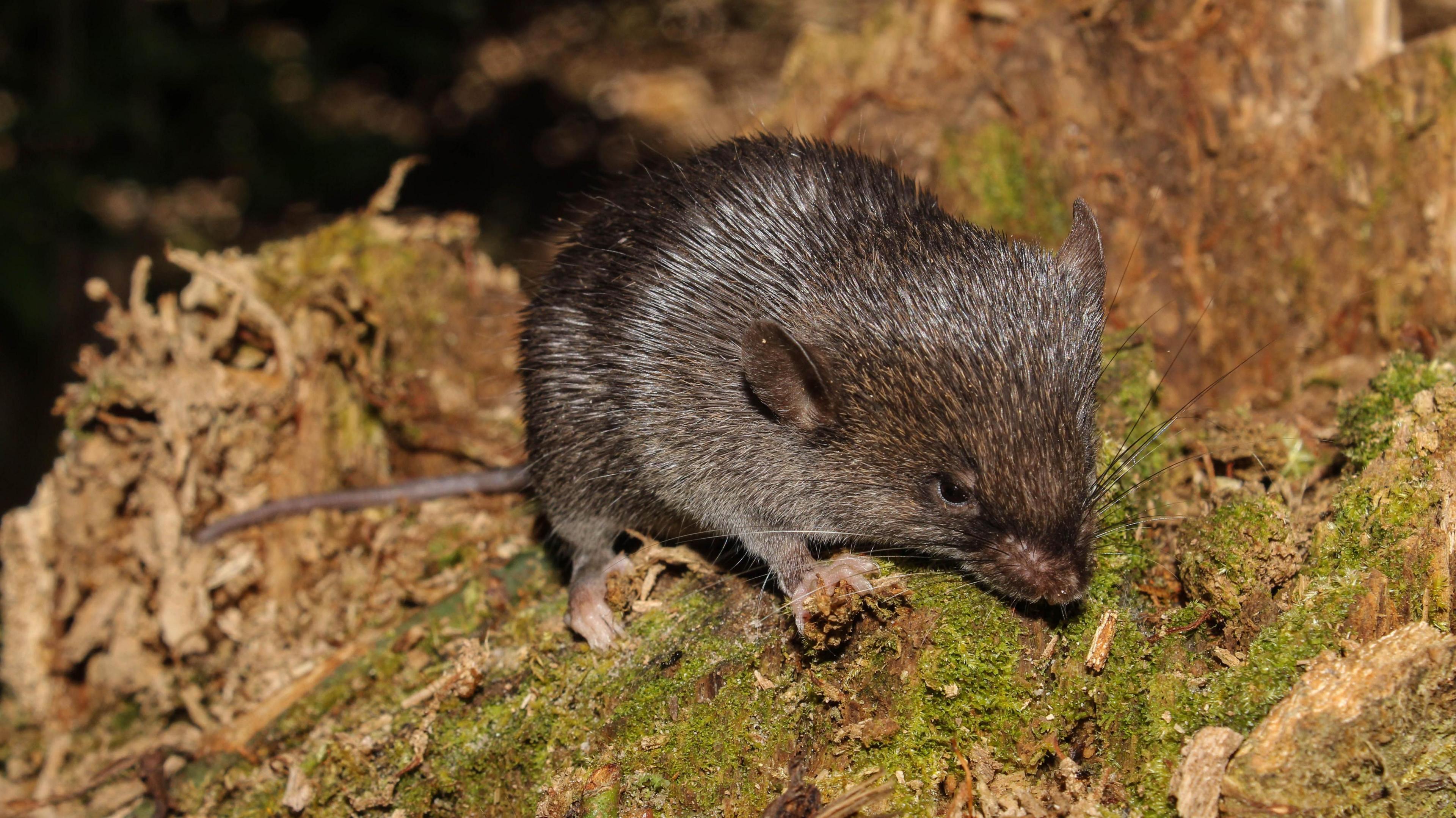 A tiny mouse with spiky fur