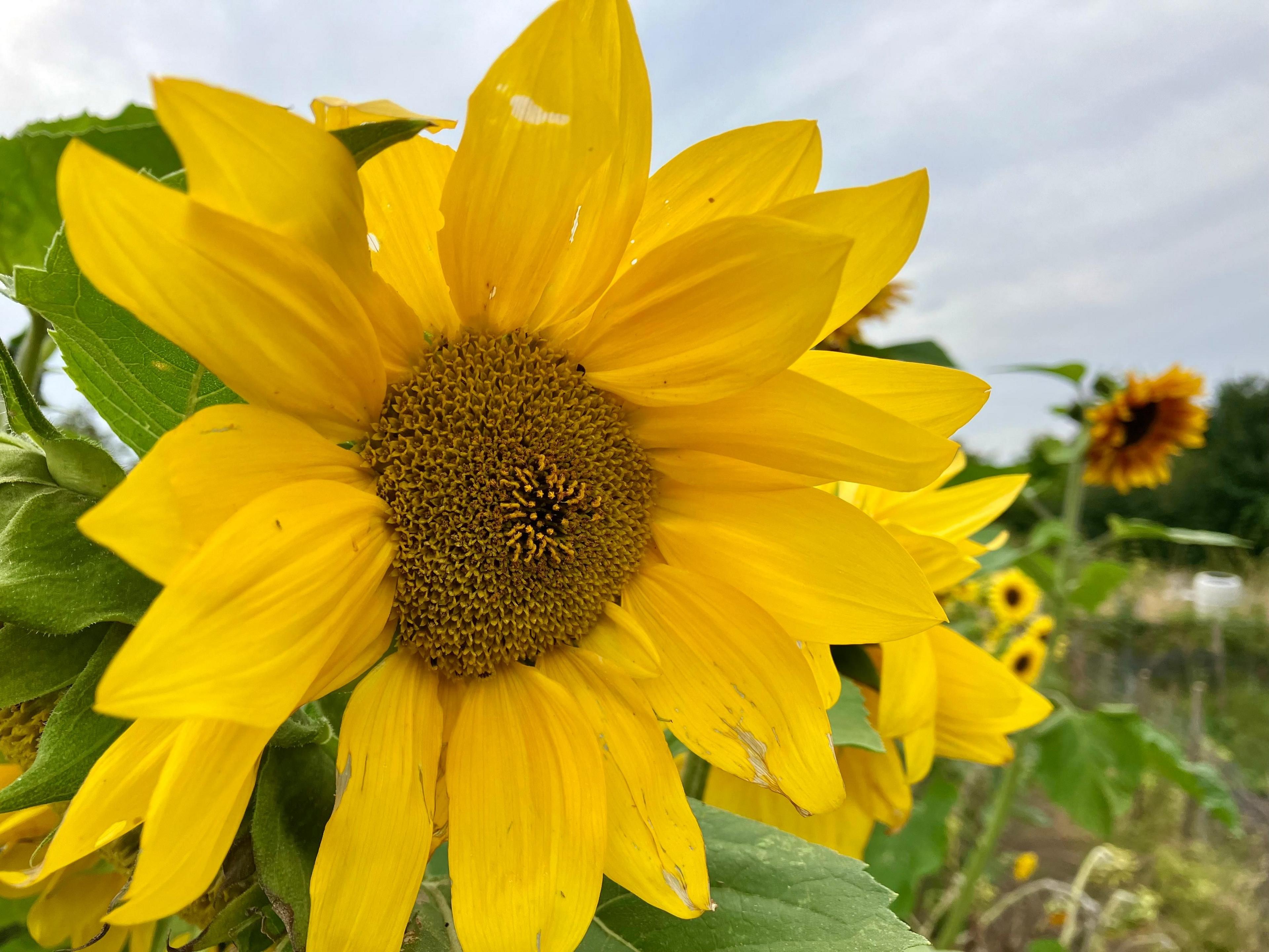 A large yellow sunflower dominates the picture, with a cloudy sky and several other sunflowers in the background.