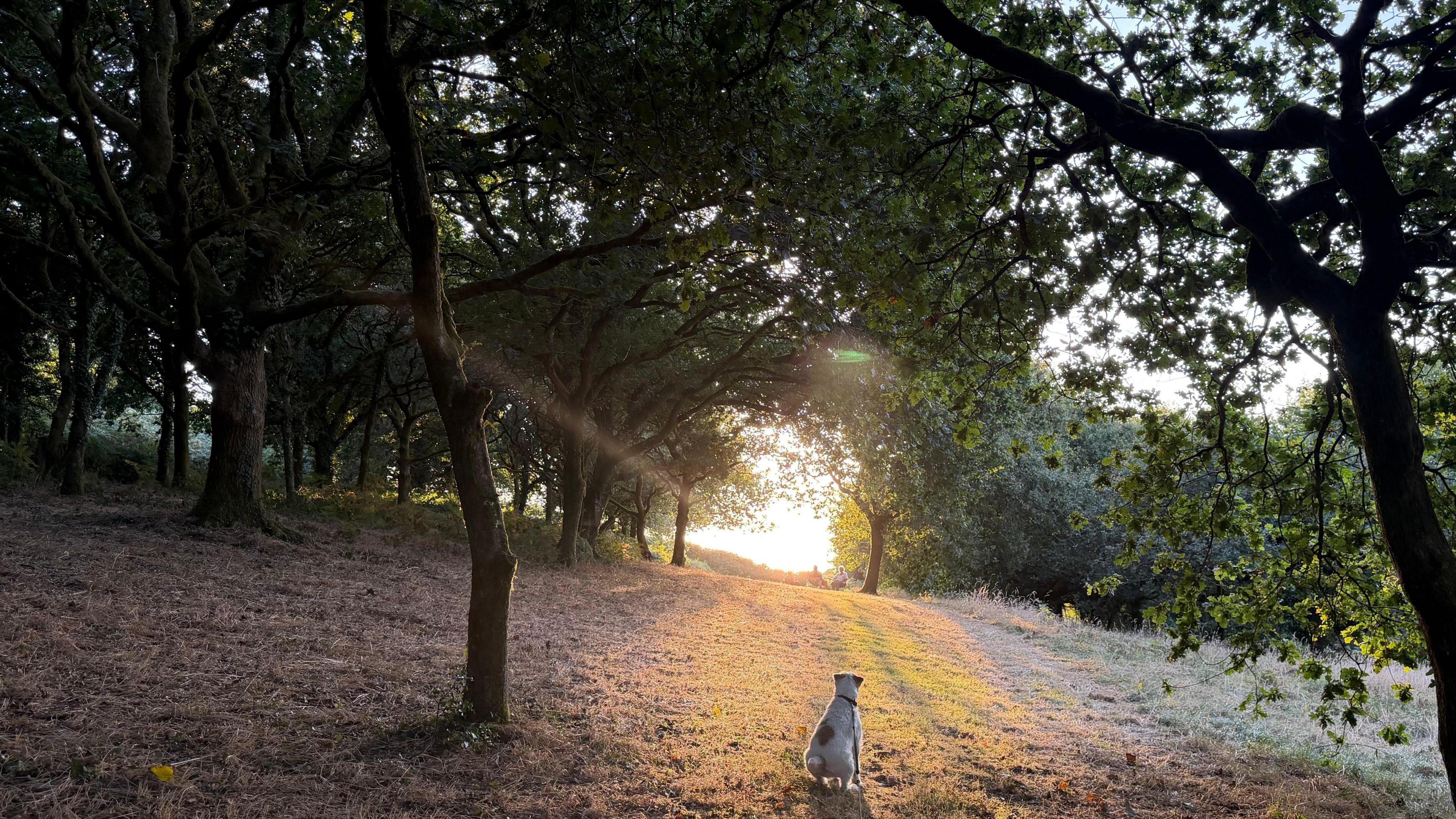 A dog sits in a woodland looking towards a clearing towards a sunny sky on the horizon