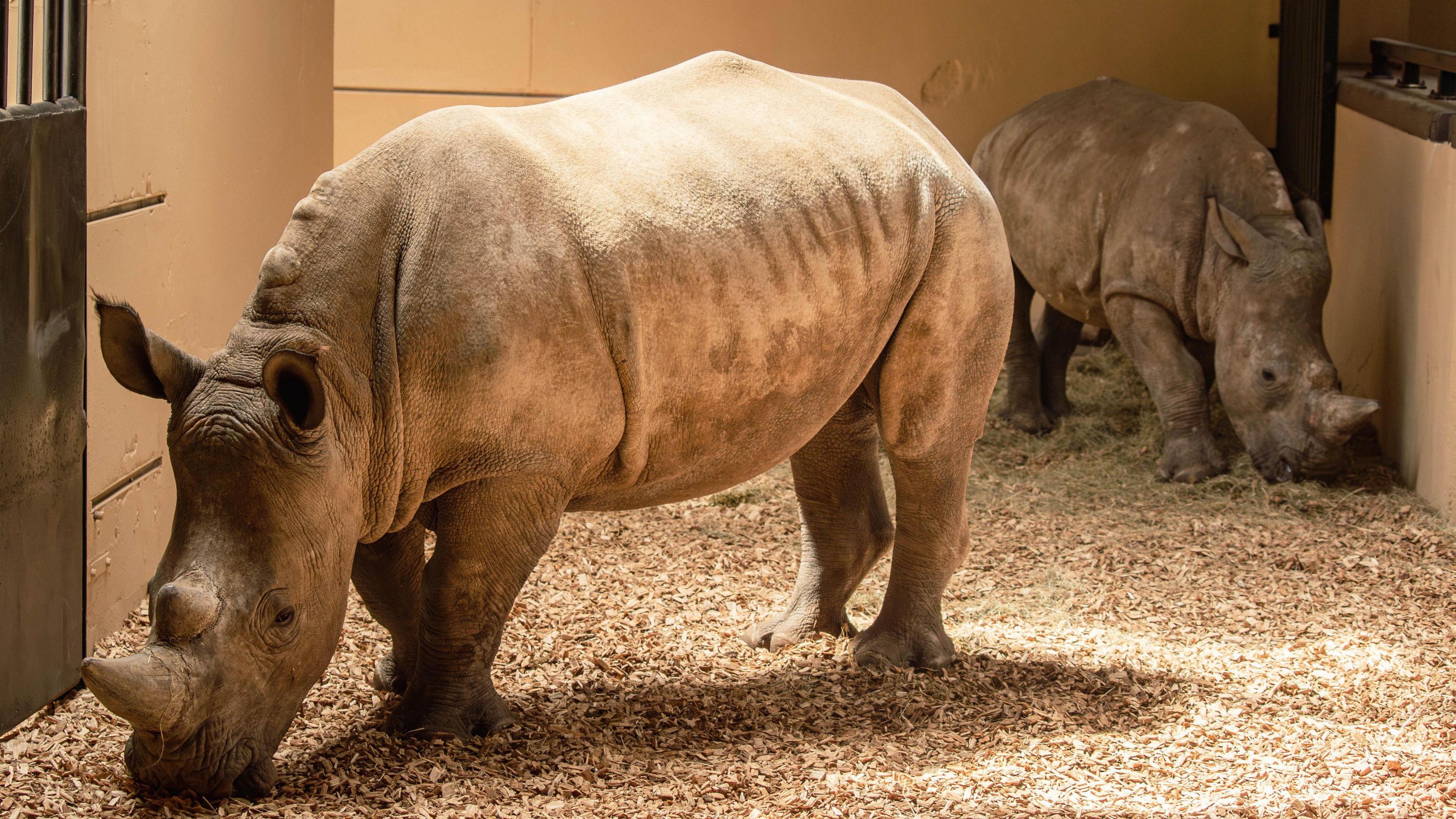 Excitement' as southern white rhinos arrive at Paignton Zoo - BBC News