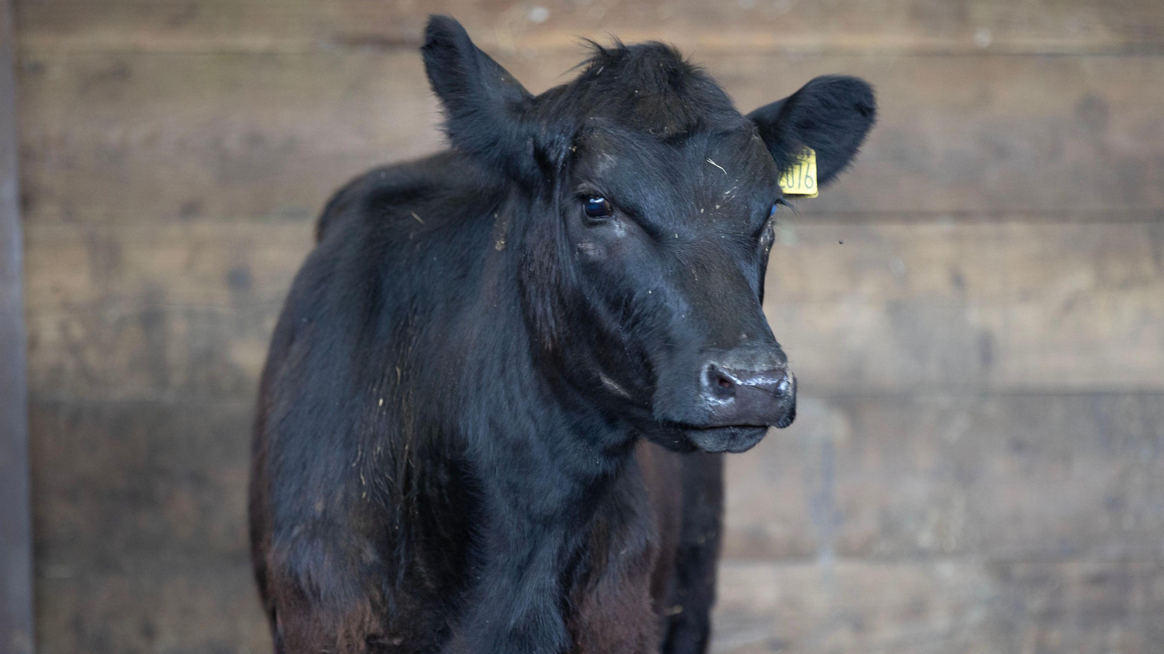 The cow following the incident