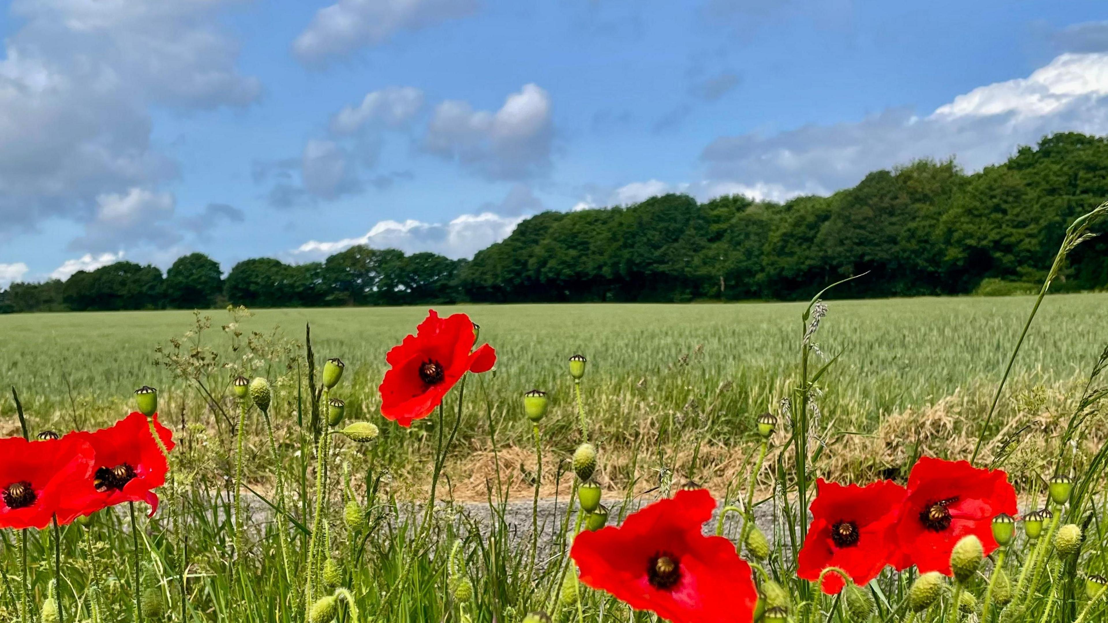 Field with bright red poppies and grassland with trees in the background