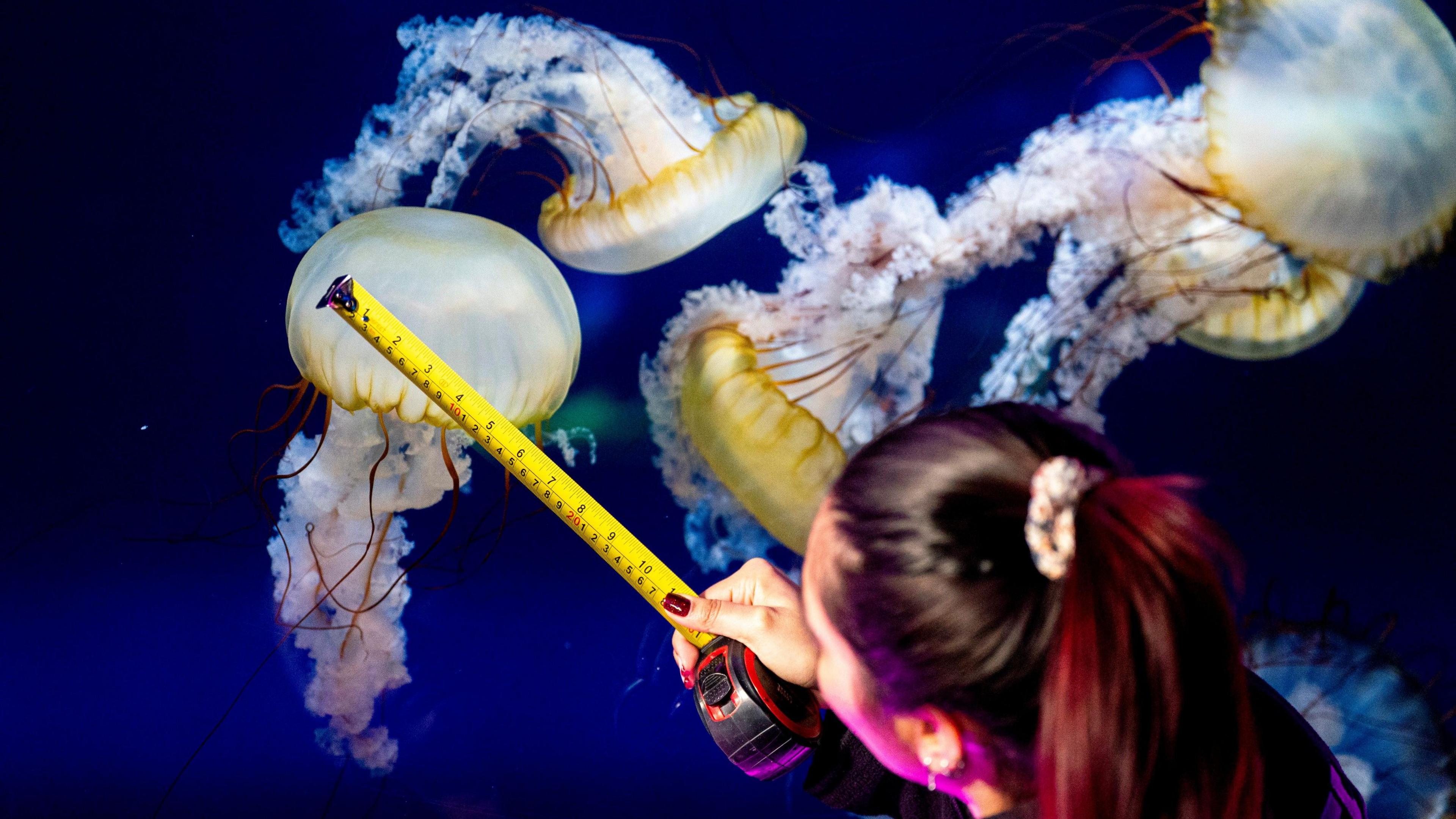 A measuring tape being held up against the jellyfish tank, next to a jellyfish with red tentacles.