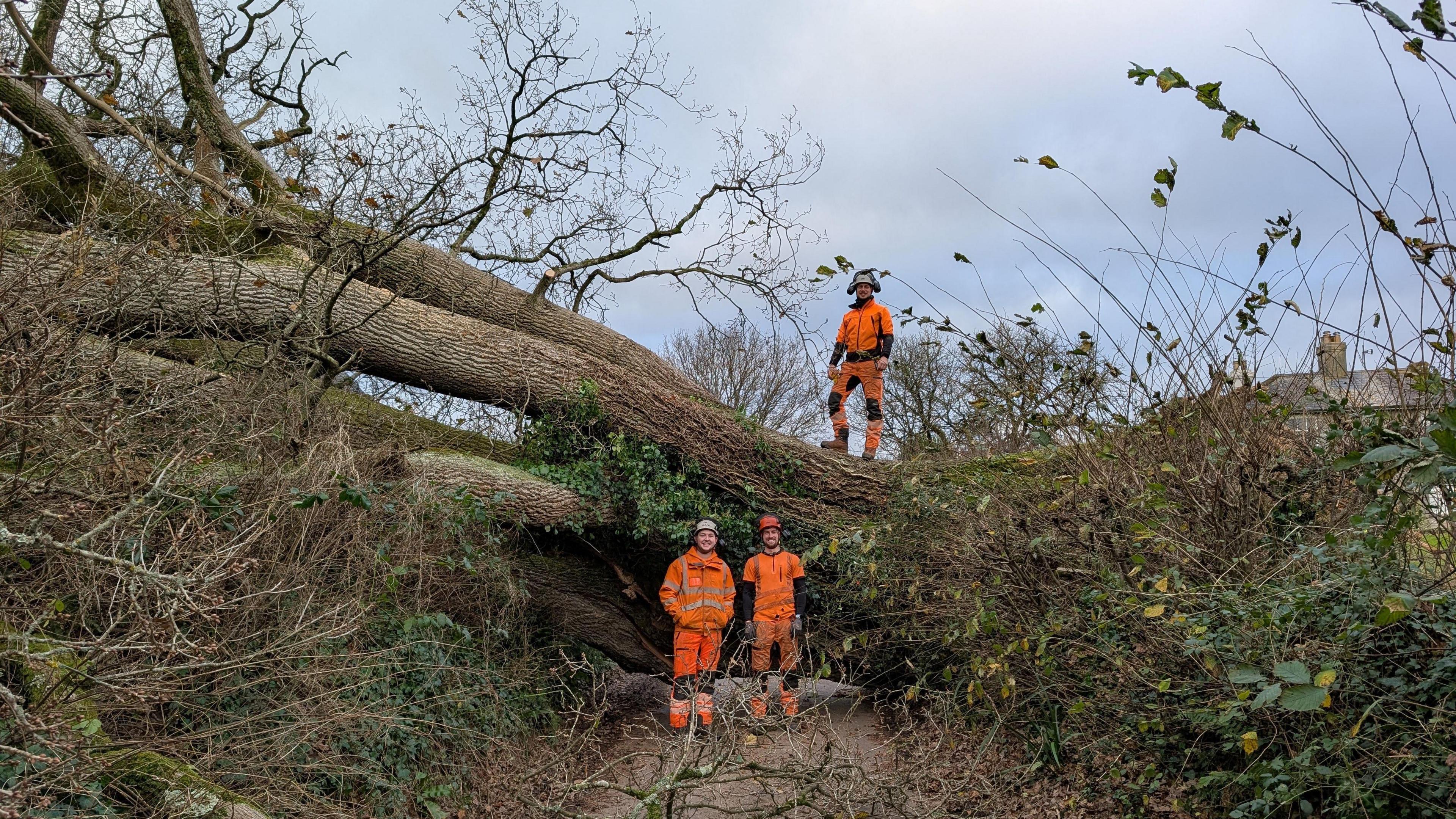 A huge tree blocks a country road. Two men in orange high-visibility overalls stand in the road in front of the tree. A third man stands on top of the fallen tree. 