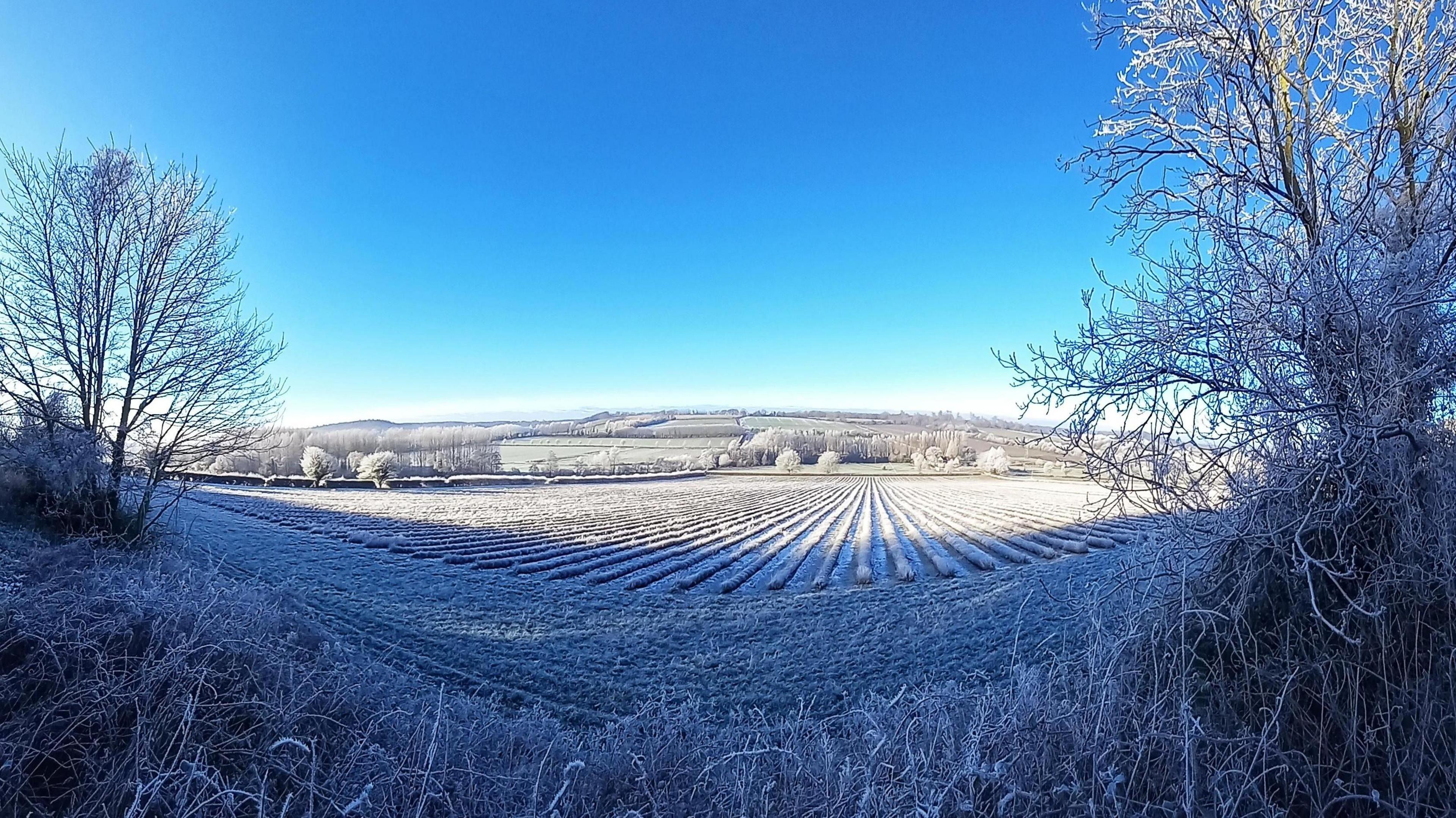 A picturesque field covered in a thick layer of frost on a bright, sunny winter's day.