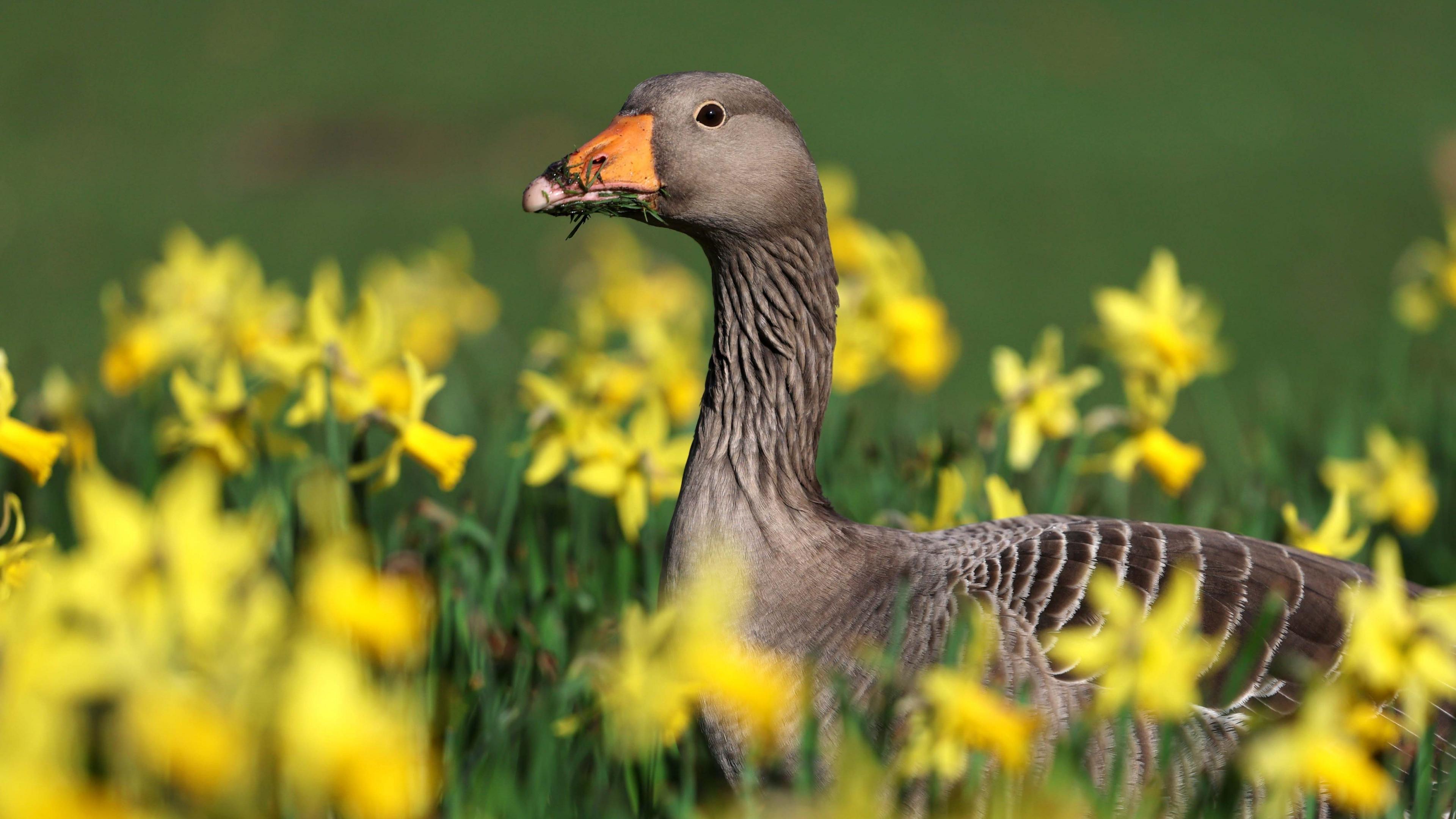 A brown goose with an orange beak covered in grass and mud. It's standing in a green grassy area, filled with bright yellow daffodils