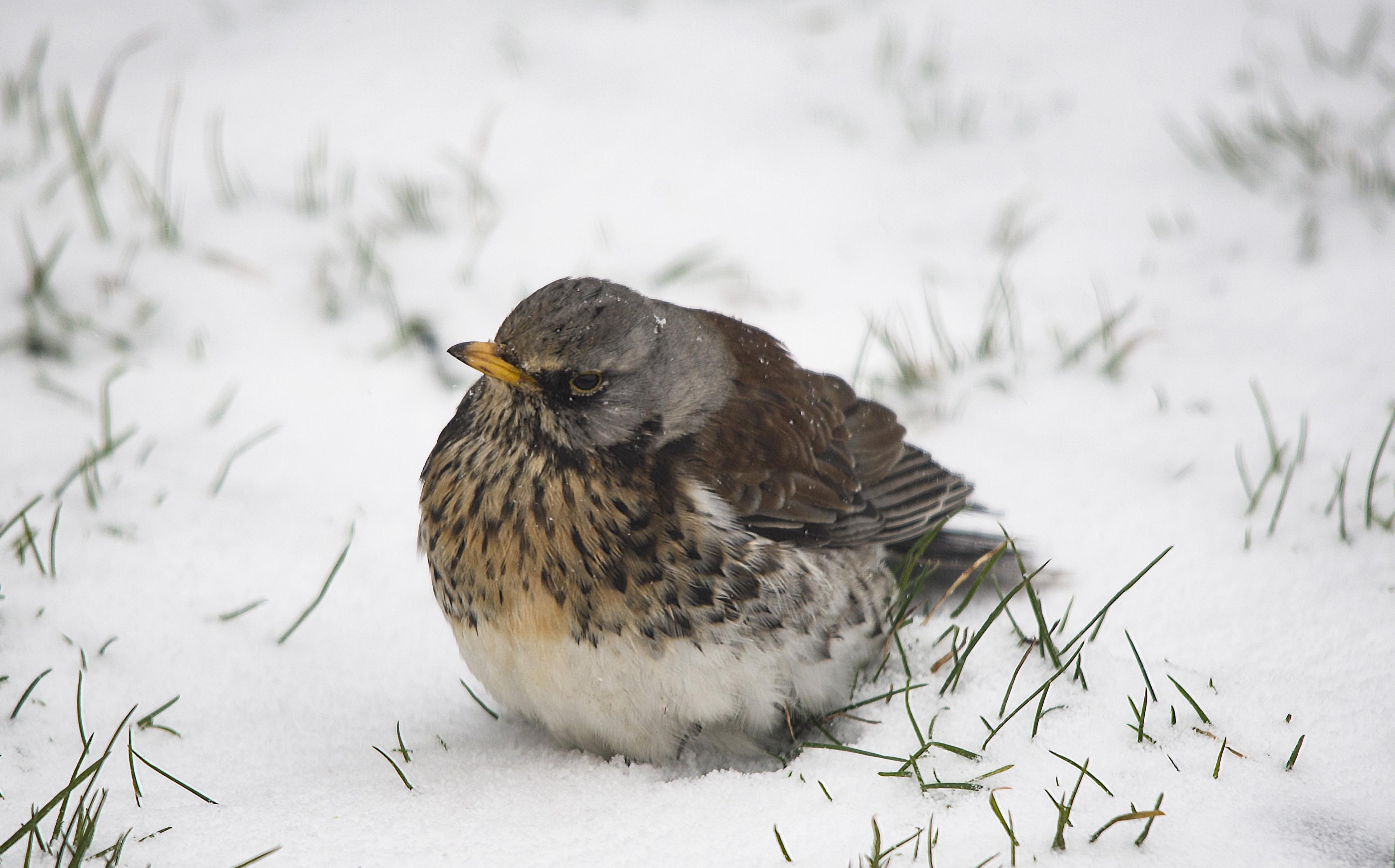 A fieldfare looking a bit grumpy in the snow