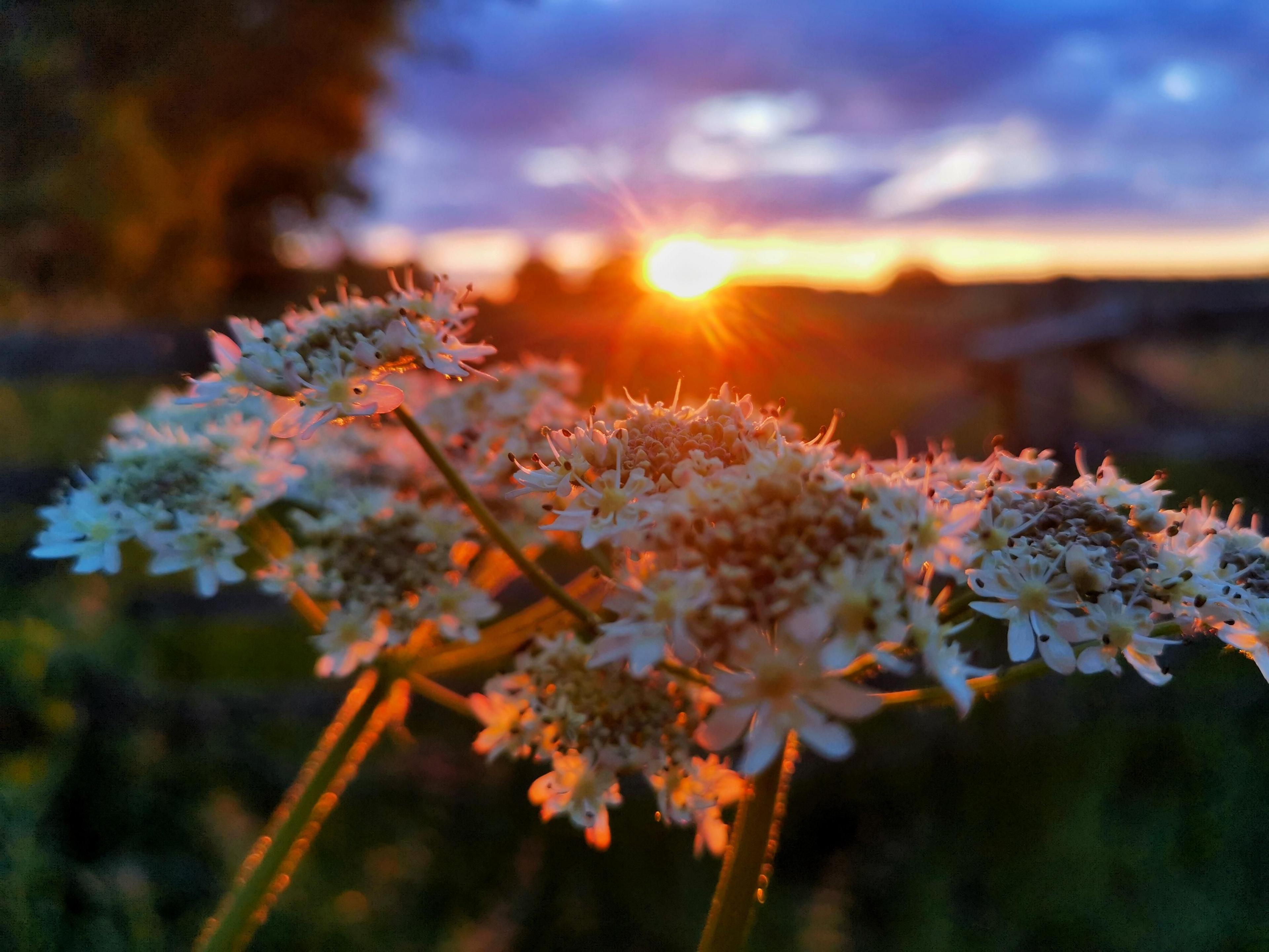 Astley sunset, Warwickshire