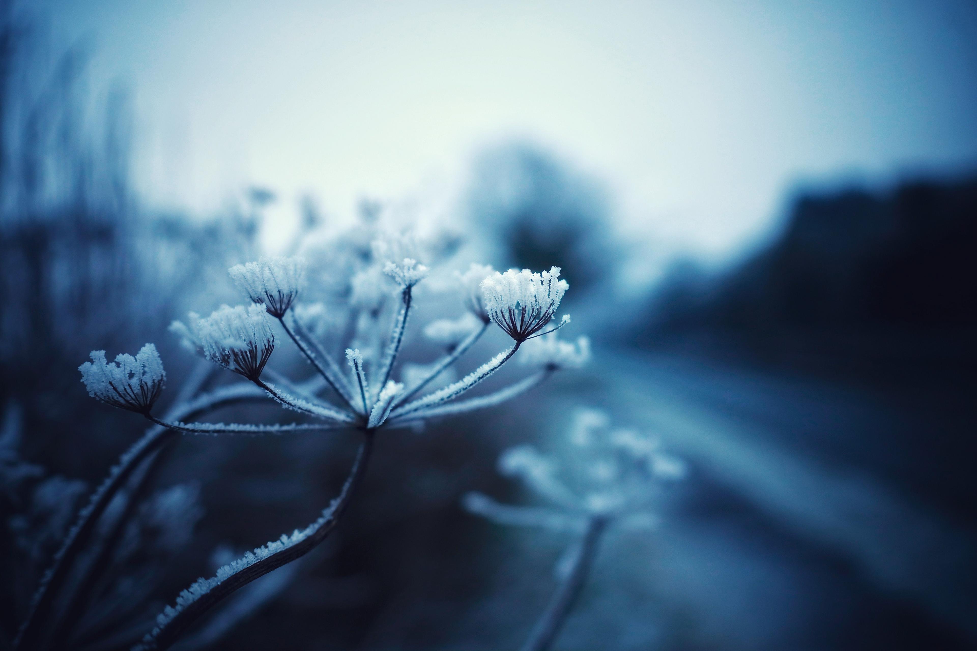 Monochrome picture of ice crystals on flowers.