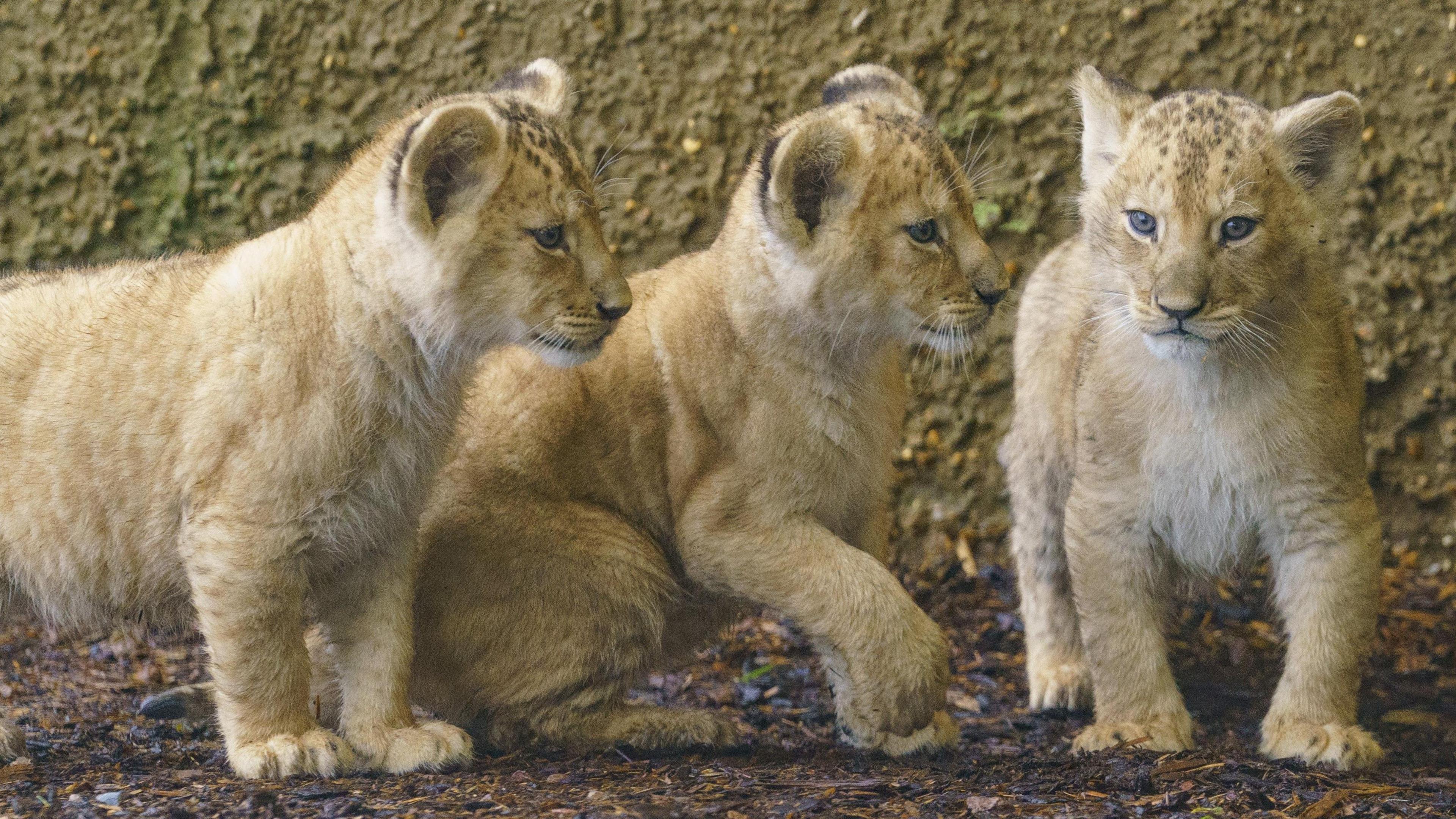 Three lion cubs, with two of them standing and the one in the middle sitting on its haunches.