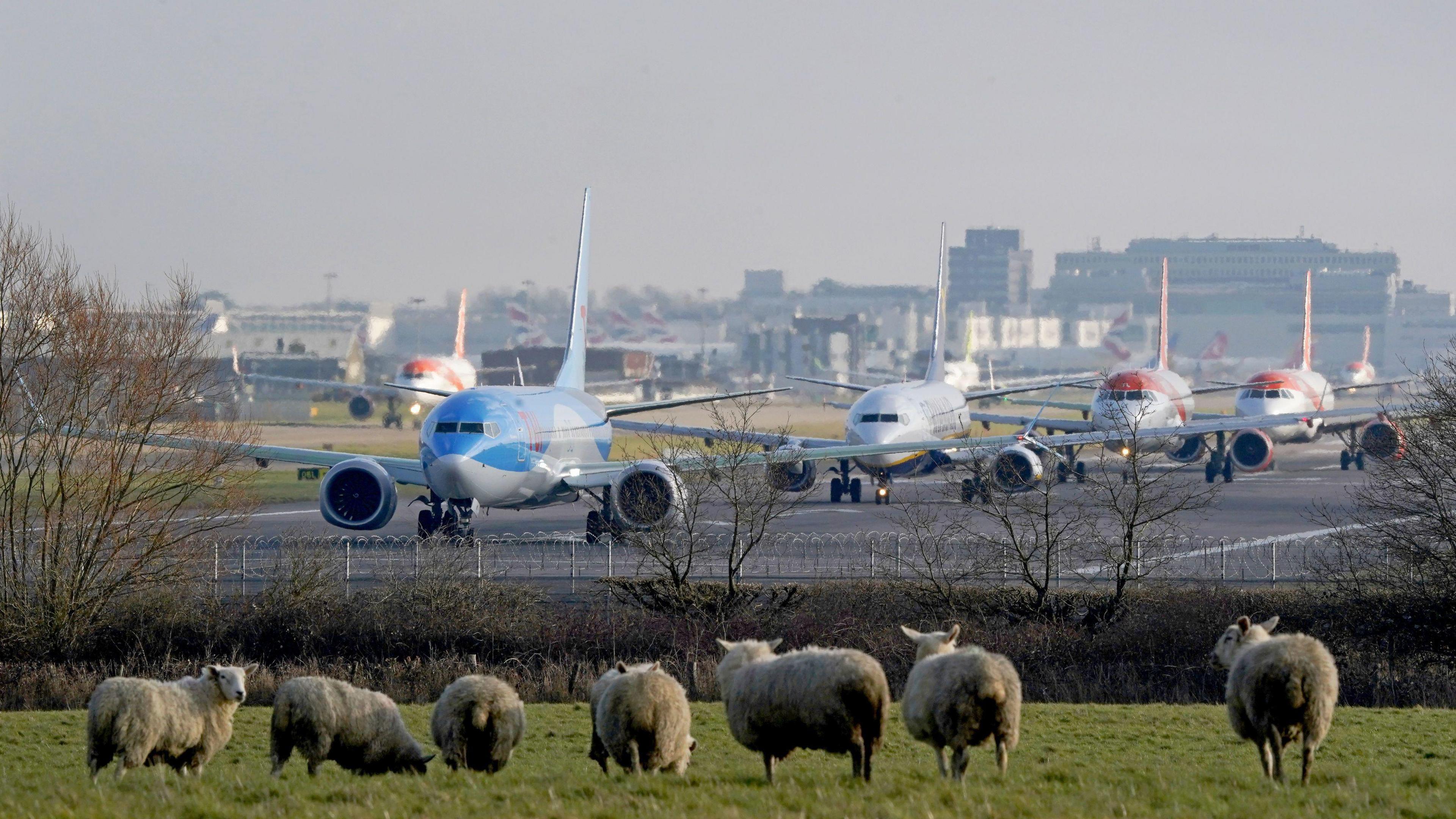 A view of Gatwick Airport with planes queuing on the runway and the terminal buildings visible in the background. In the foreground there are some sheep standing in a field, most of them facing the direction of the planes.