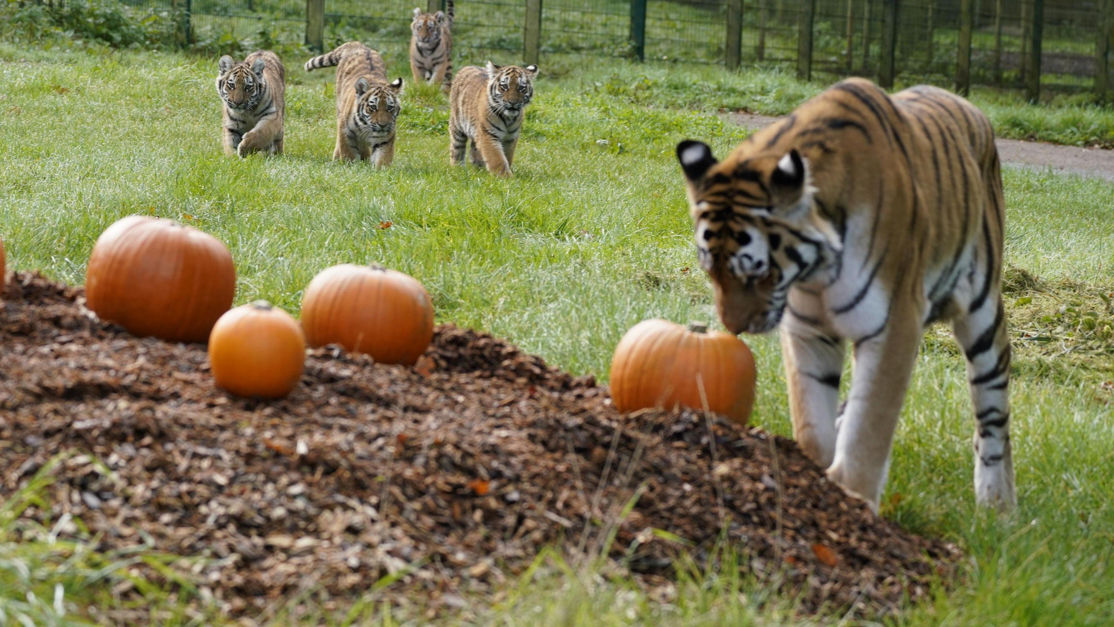 In the foreground, four pumpkins with an adult tiger sniffing one. For tiger cubs are walking up in the background.