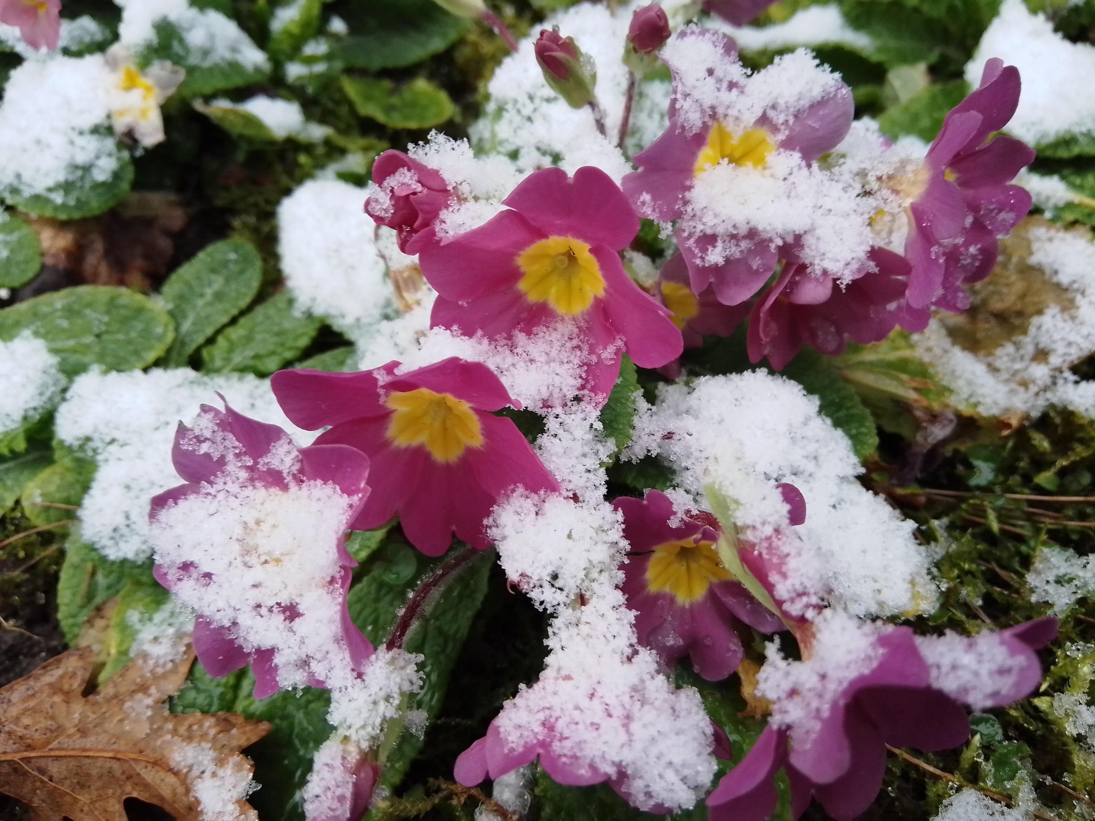 Frosty flowers in Hatley St George, Cambridgeshire