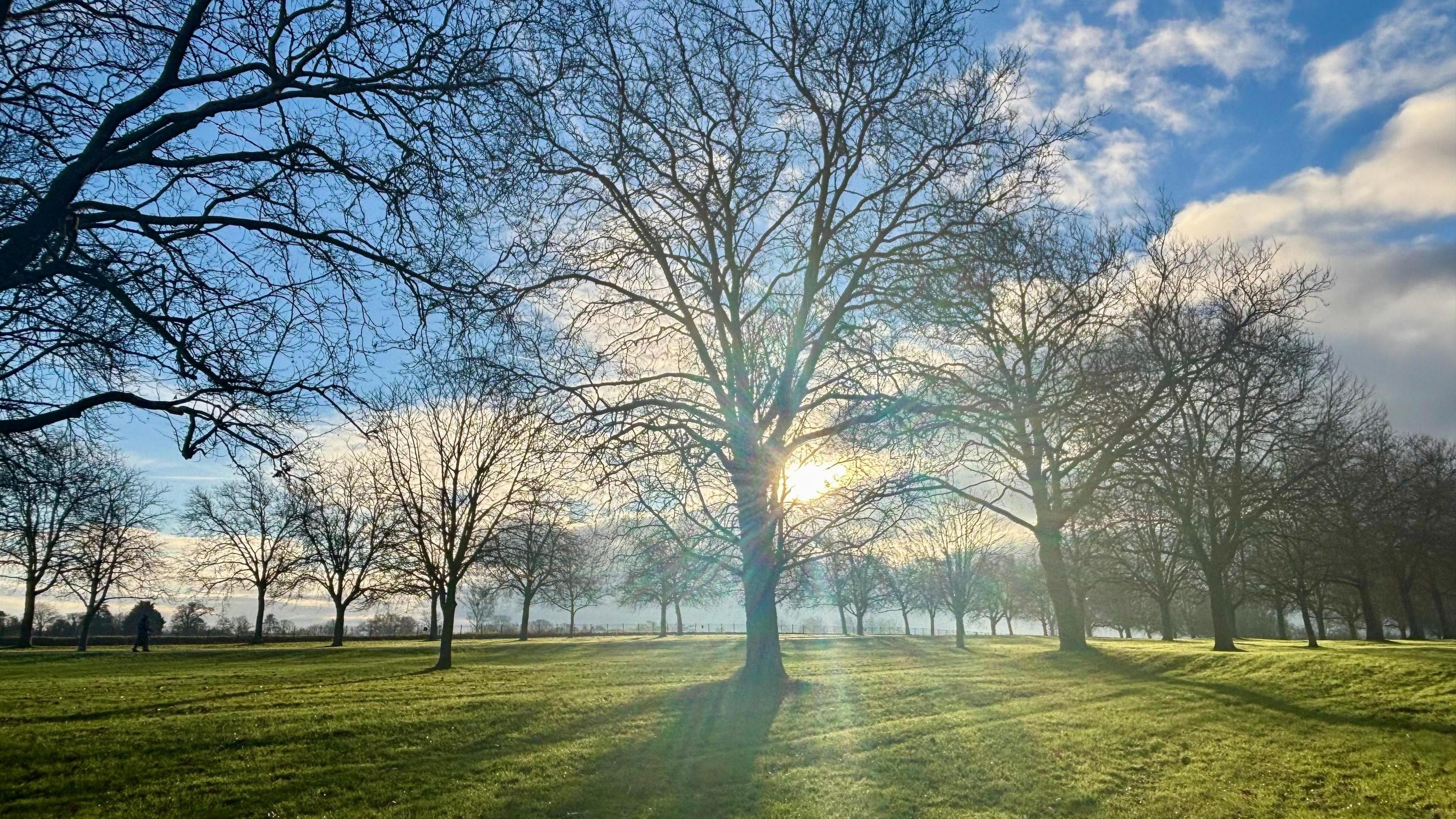 A path lined with large trees and mown grass. There is one person walking. The sun is bursting through the trees and there are blue skies over head on a crisp winter day.