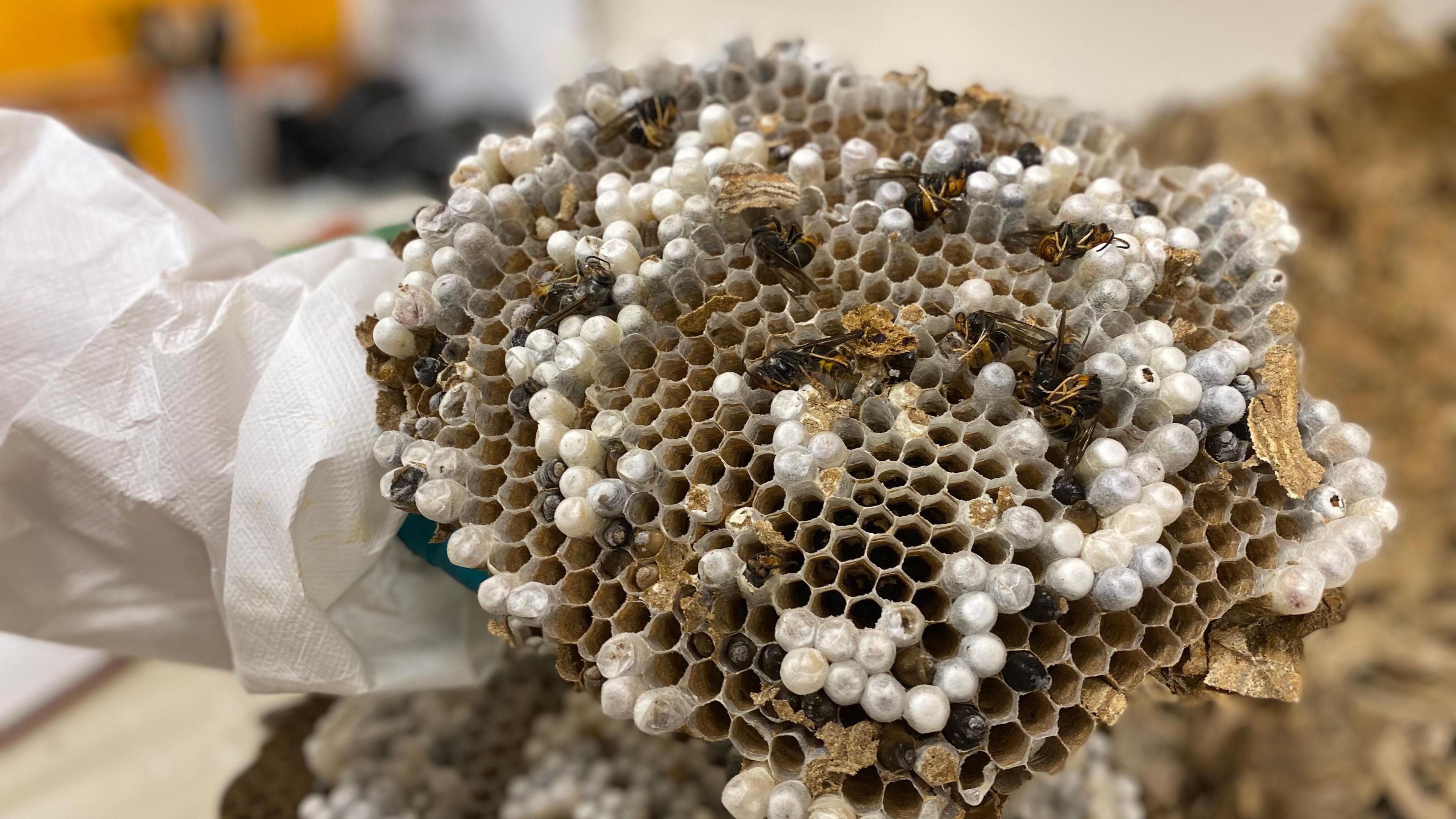 A layer of the nest, showing its honeycomb structure. The honeycomb appears to be filled with numerous white spherical objects in many of its cells, which are eggs.