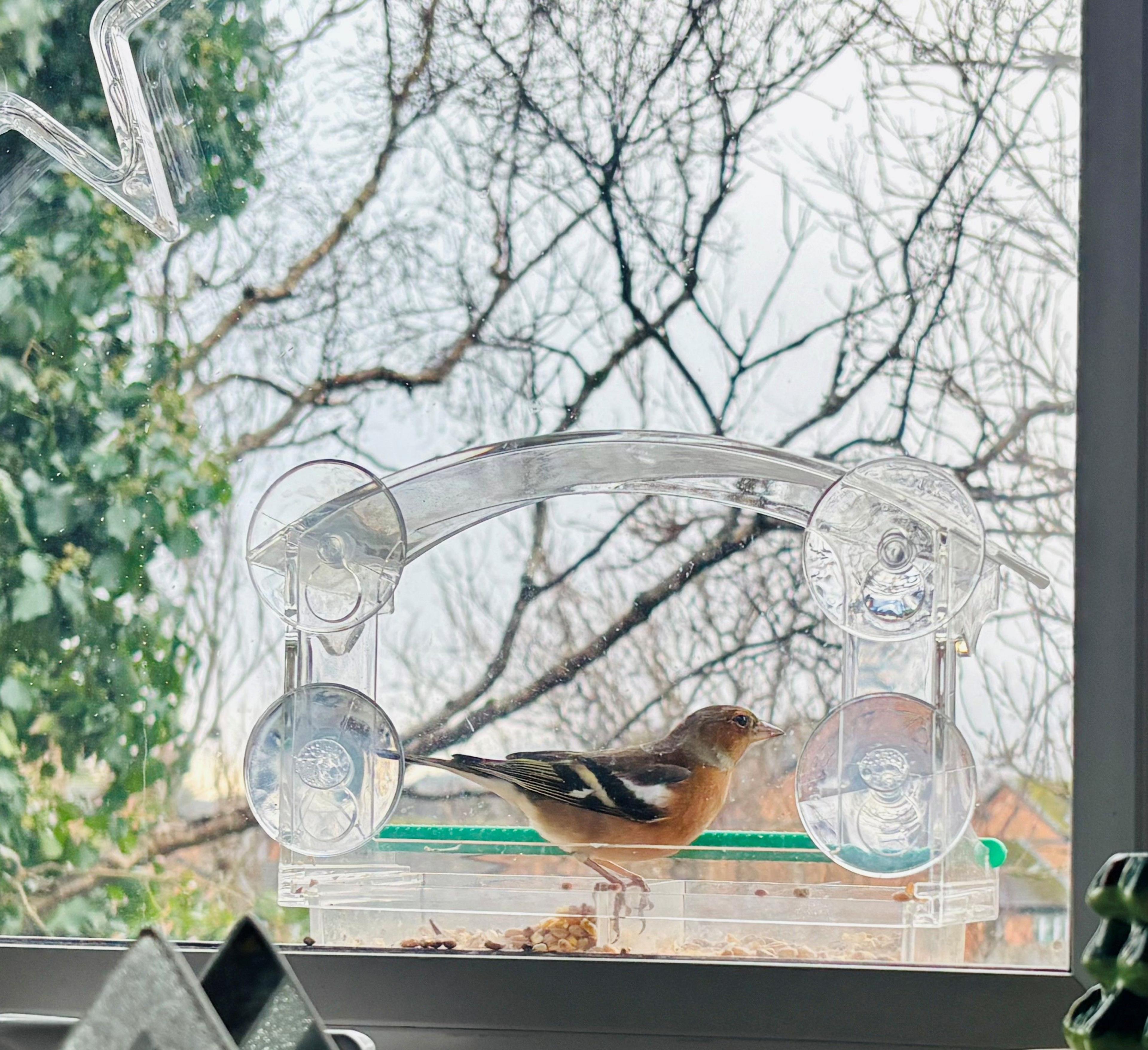 A chaffinch eating from a bird feeder, outside someone's window