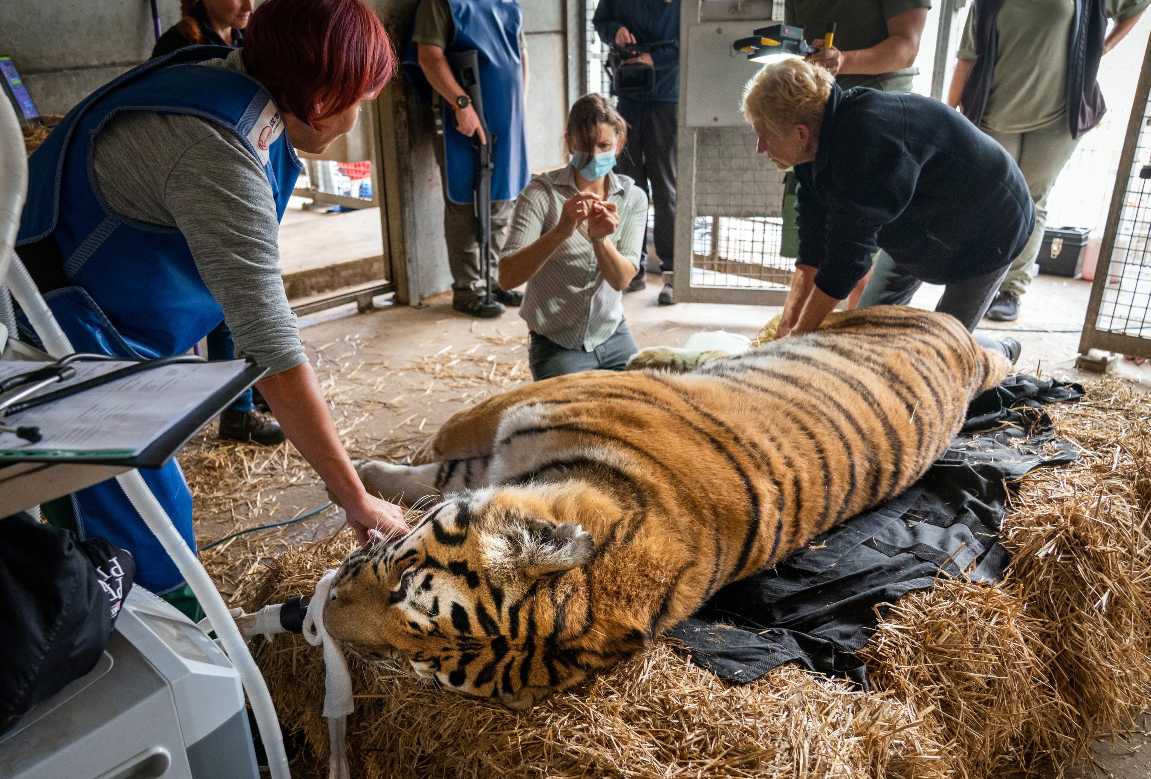 Vlad the tiger undergoing medical procedure