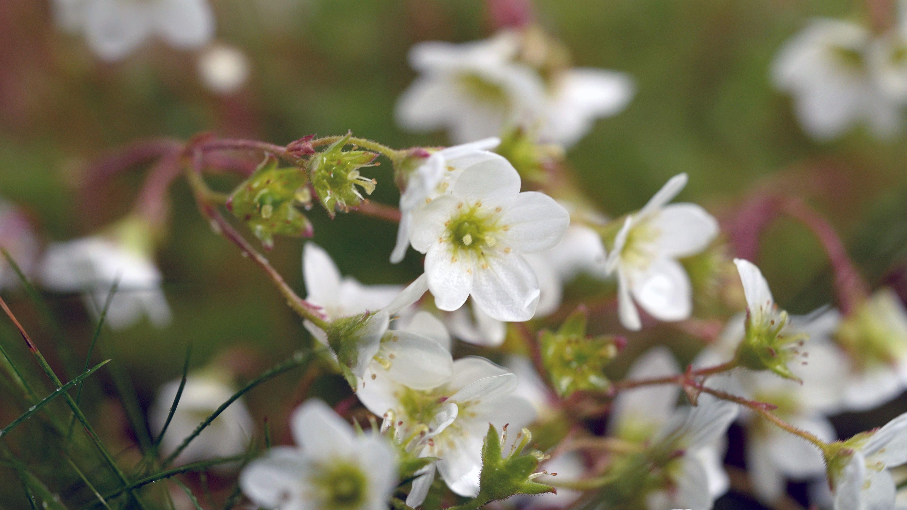 Plant flowers