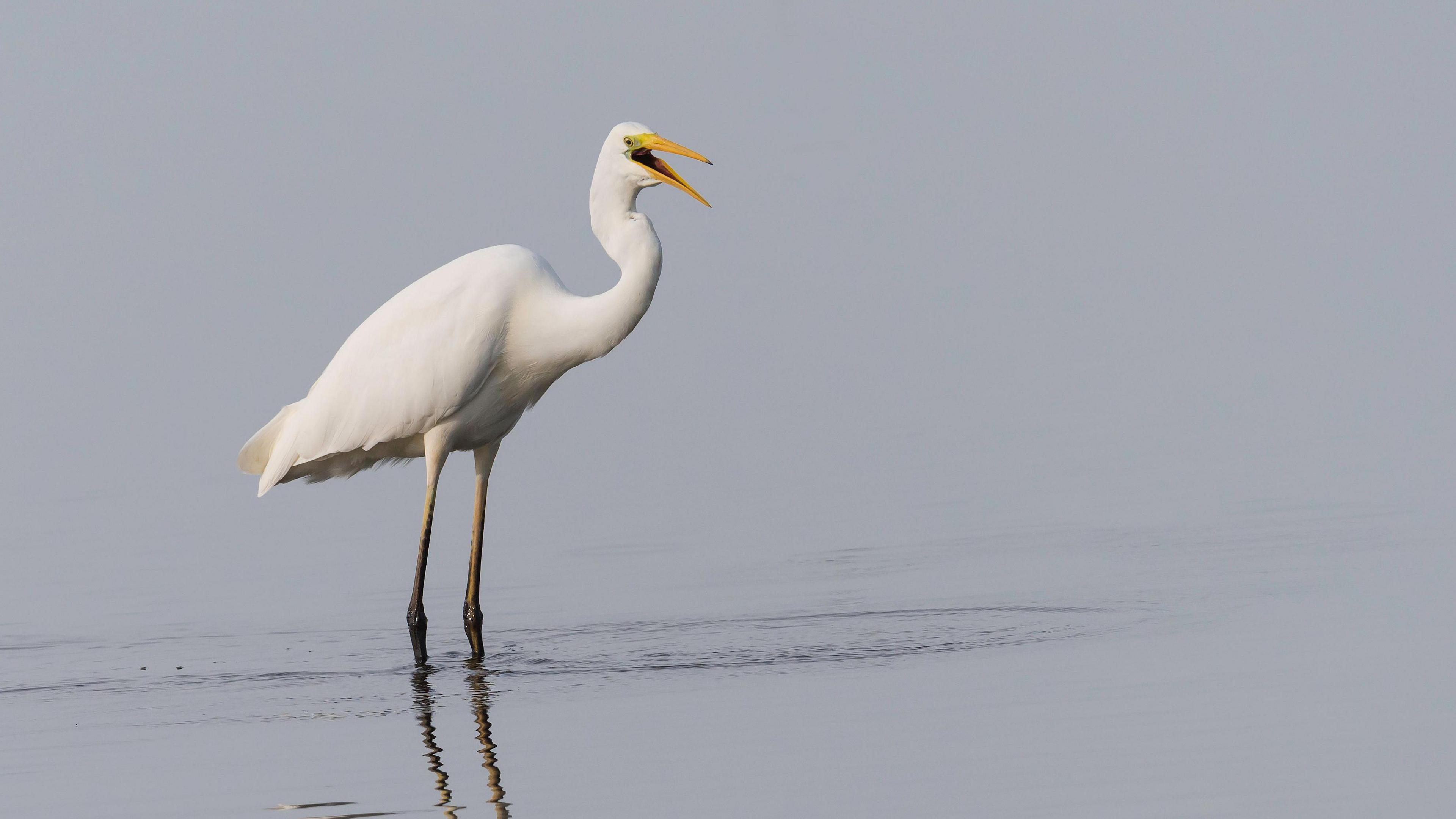 Great white egret