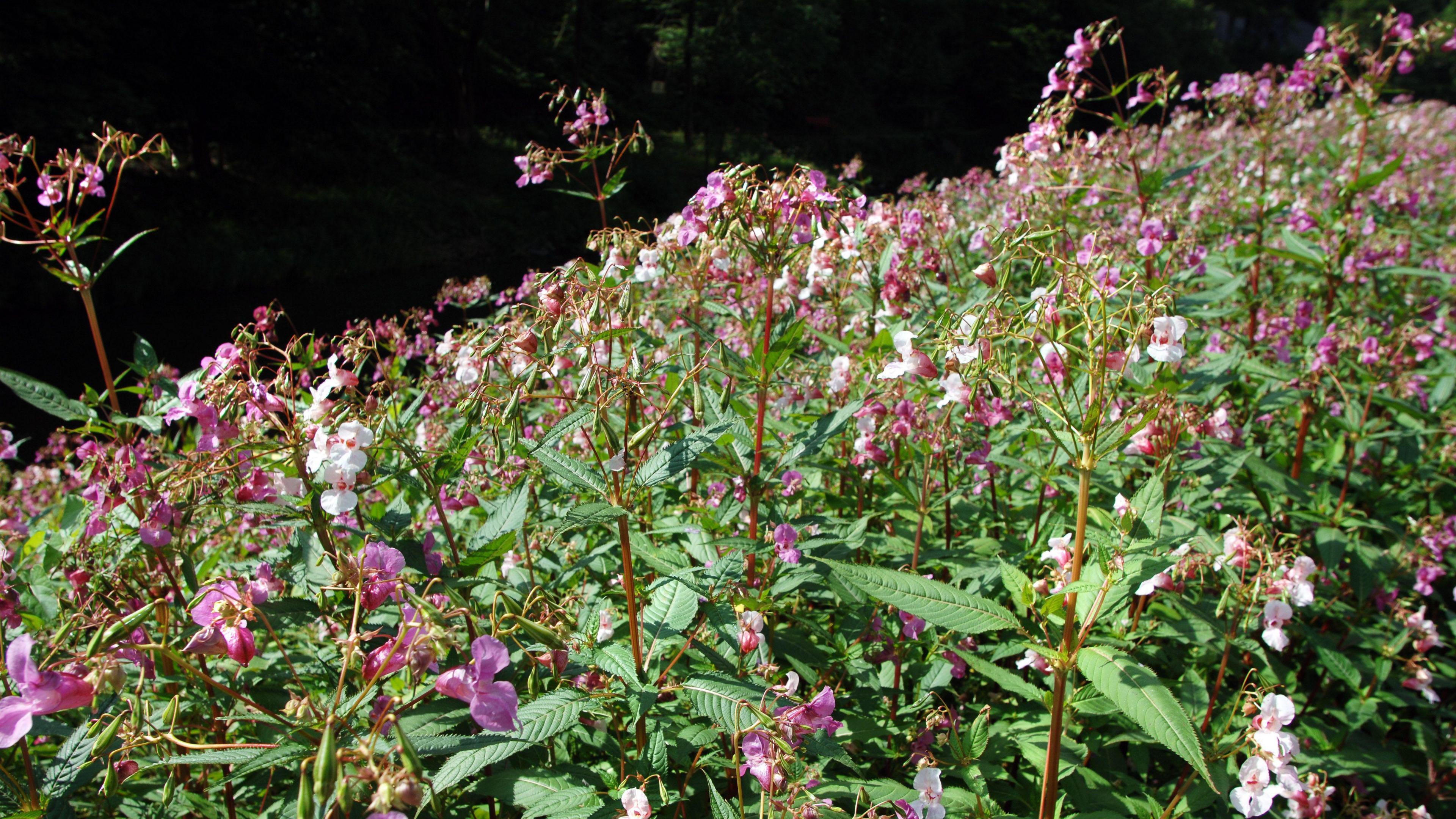 Himalayan balsam along the banks of of a river