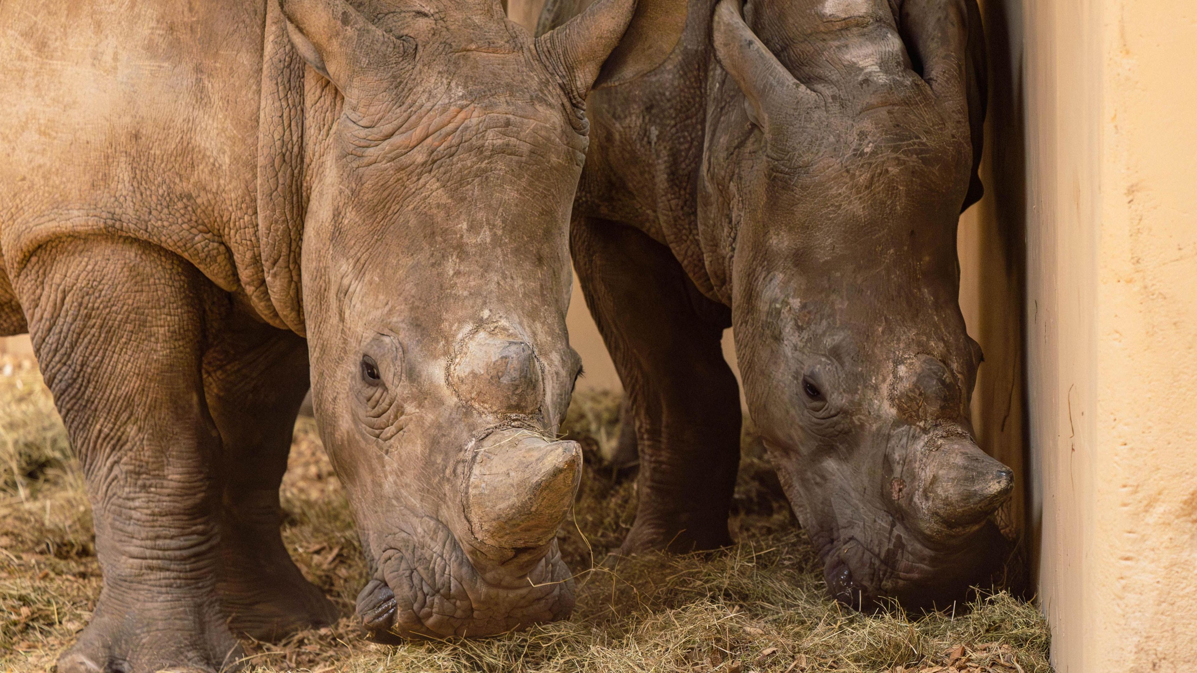 Excitement' as southern white rhinos arrive at Paignton Zoo - BBC News